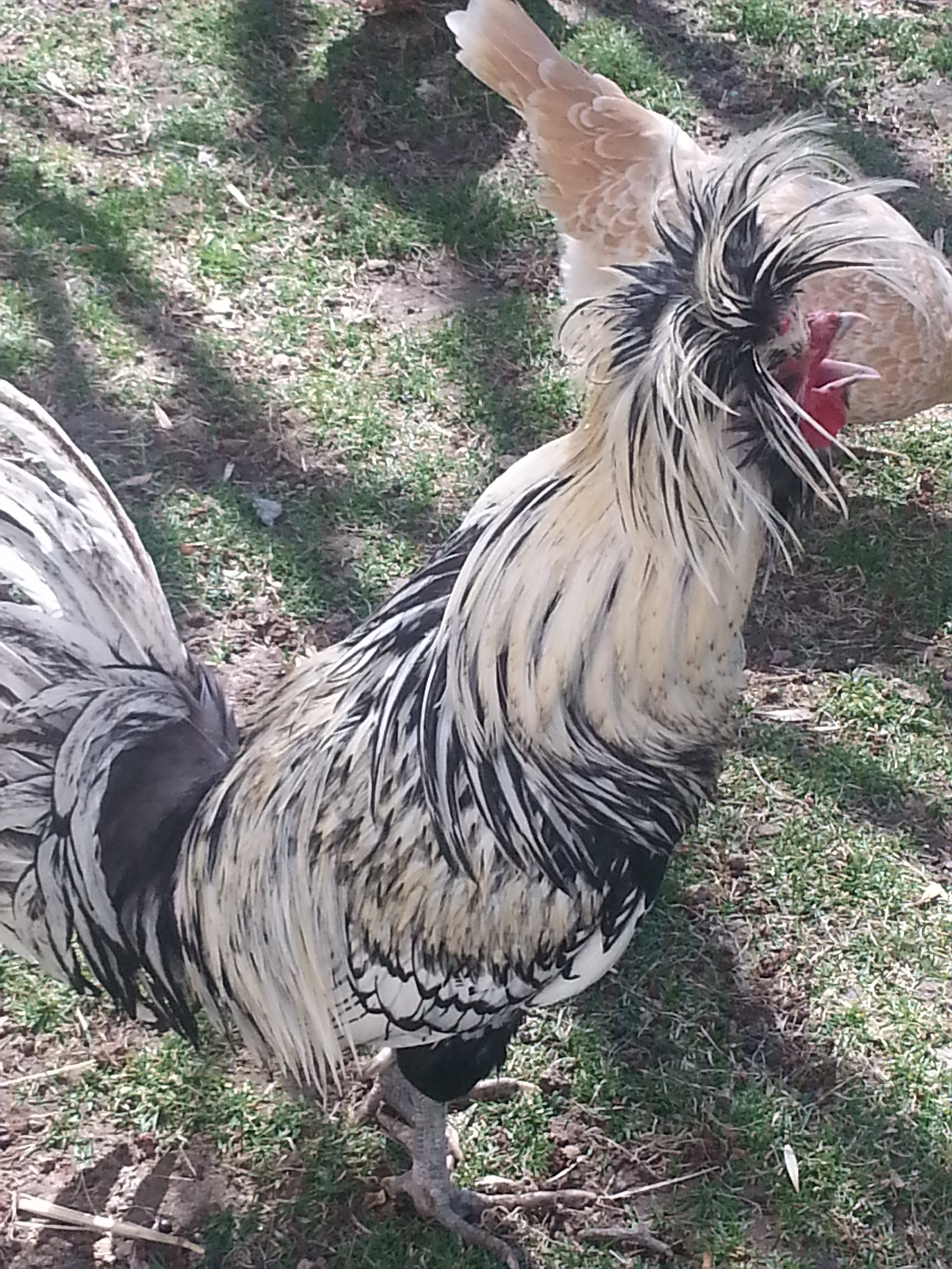 Billy and all his glory :D