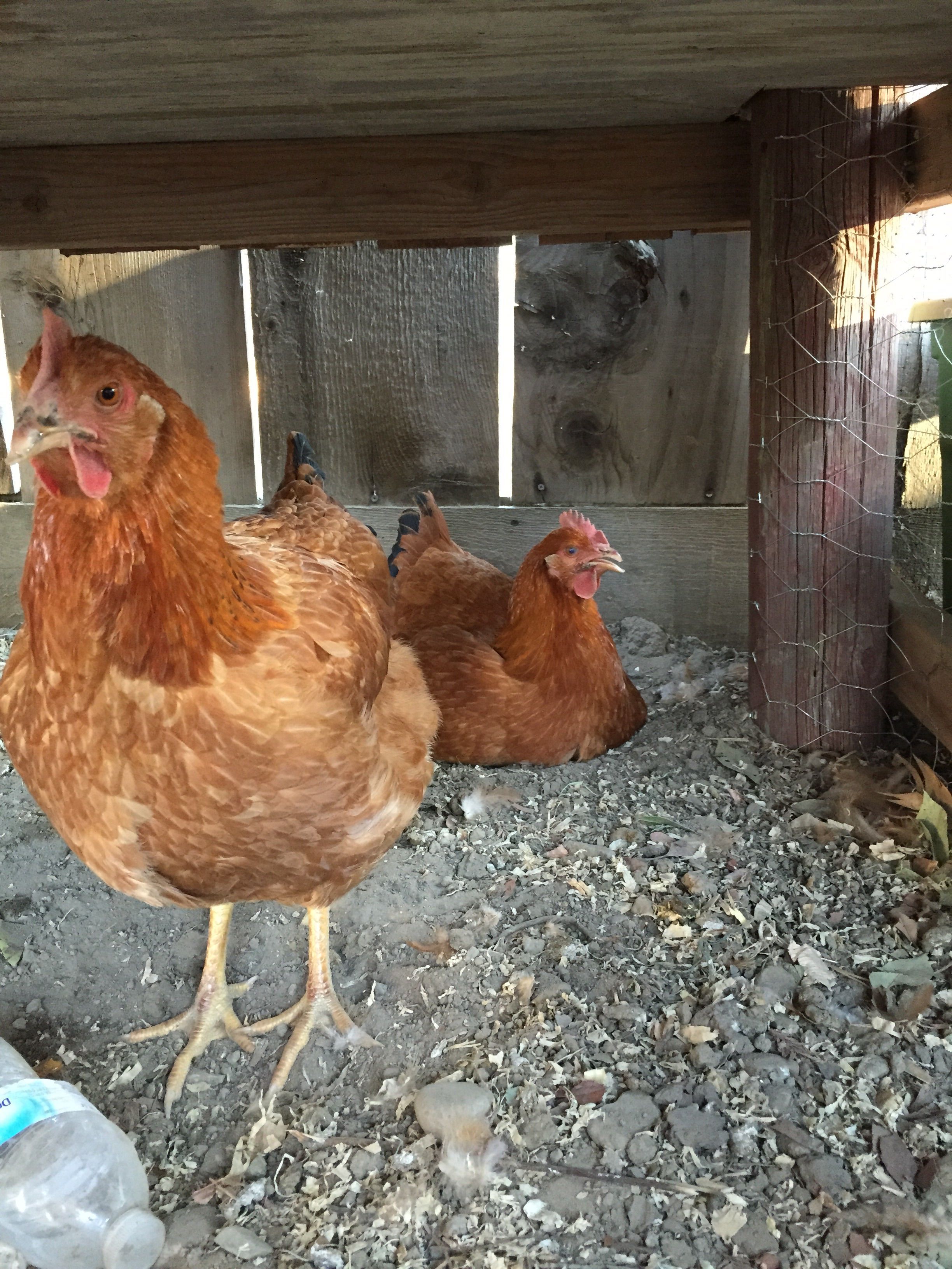 Billy and Microraptor...... My 2 year old son named them