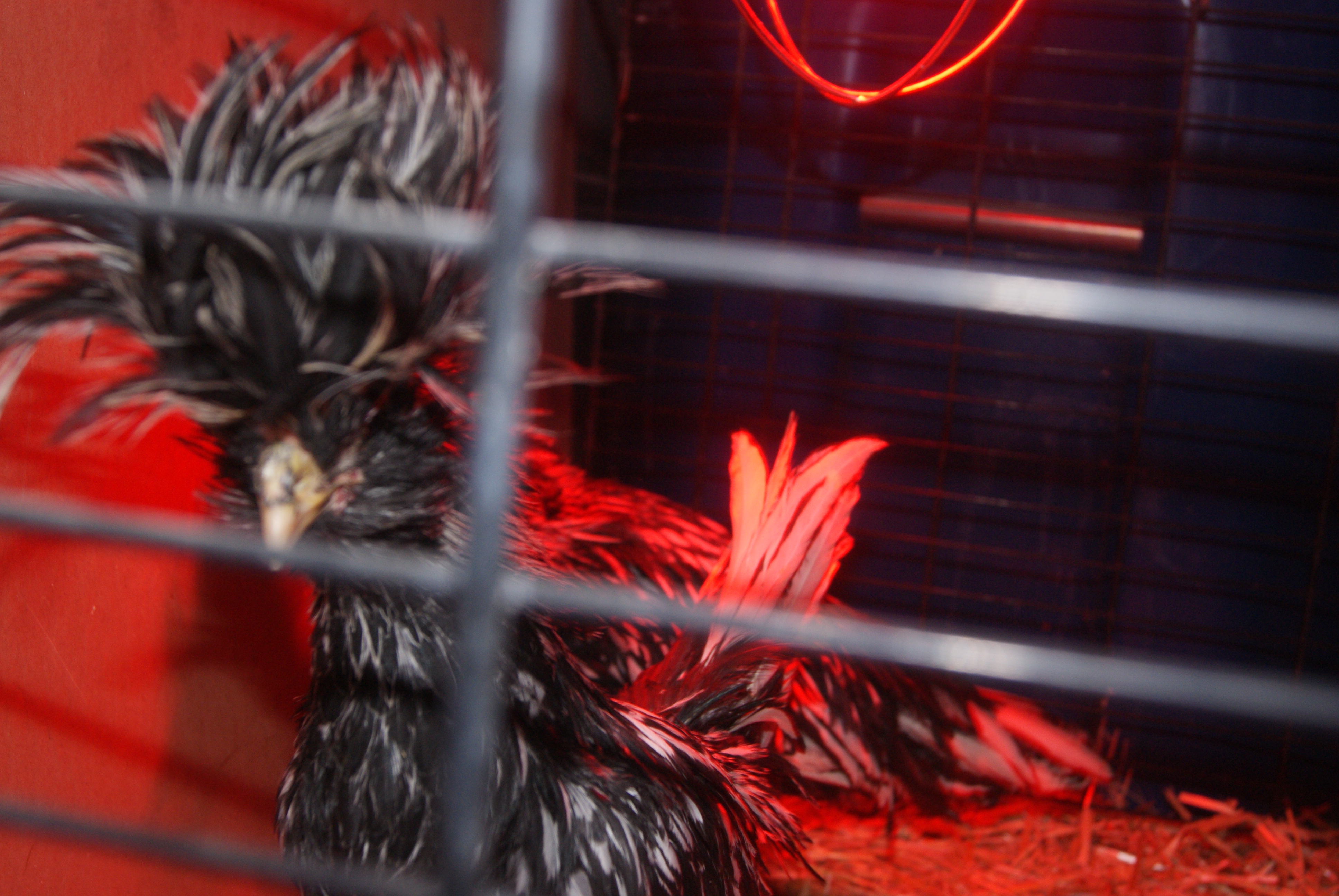 BIlly "bearded Silver lace P. Roo"