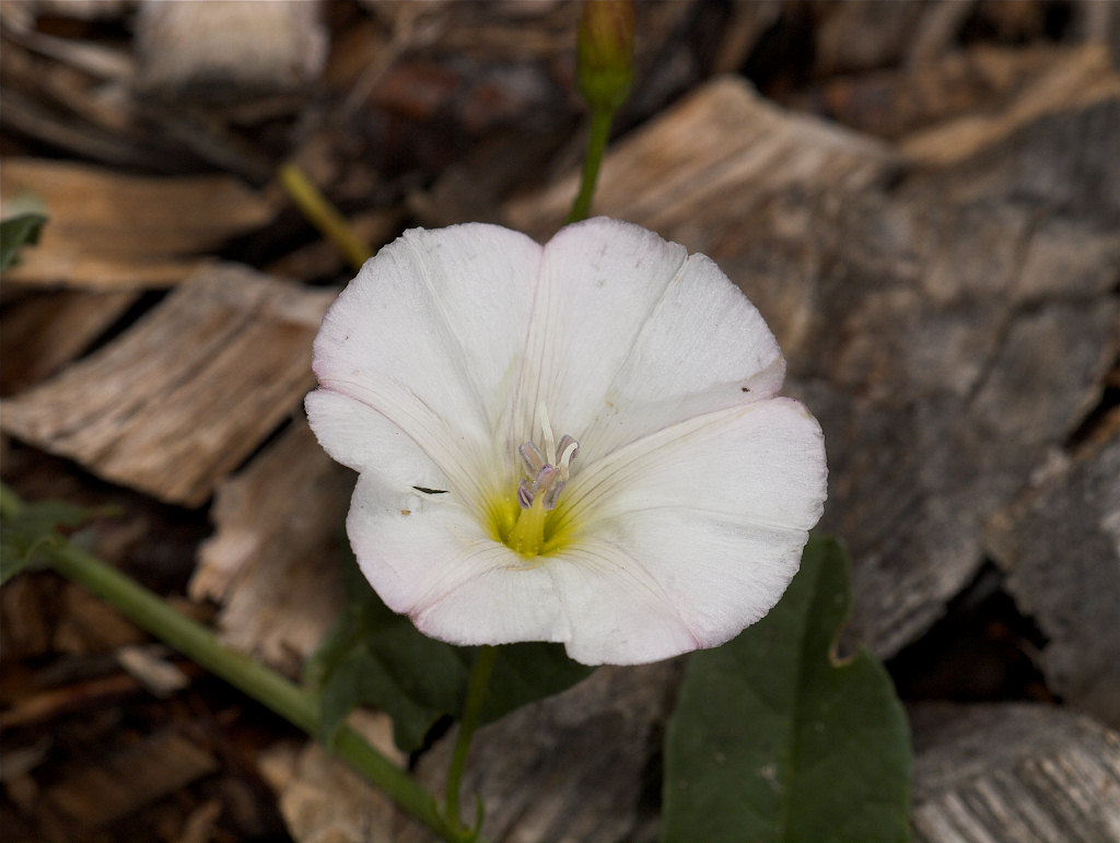 Bindweed_U6284609_06-28-2020-001.jpg