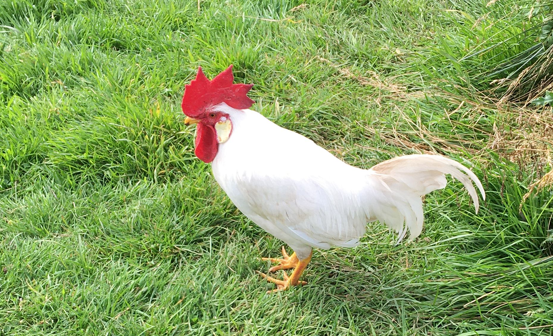 Bingley ,my bantam white leghorn