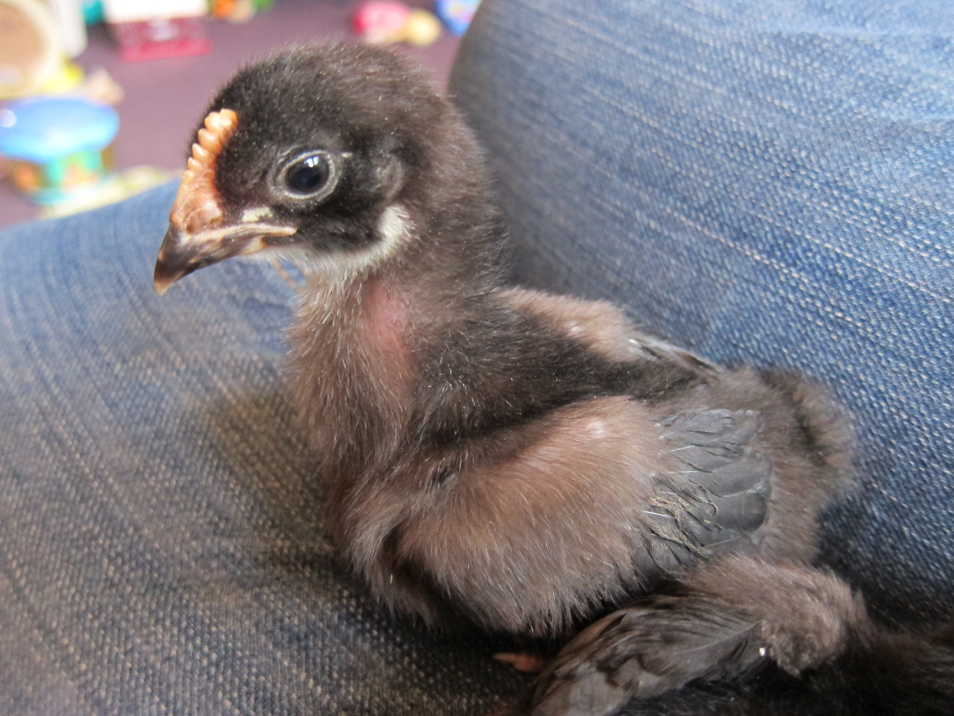 Birchen Marans chick--Felix, our rooster when he was a chick