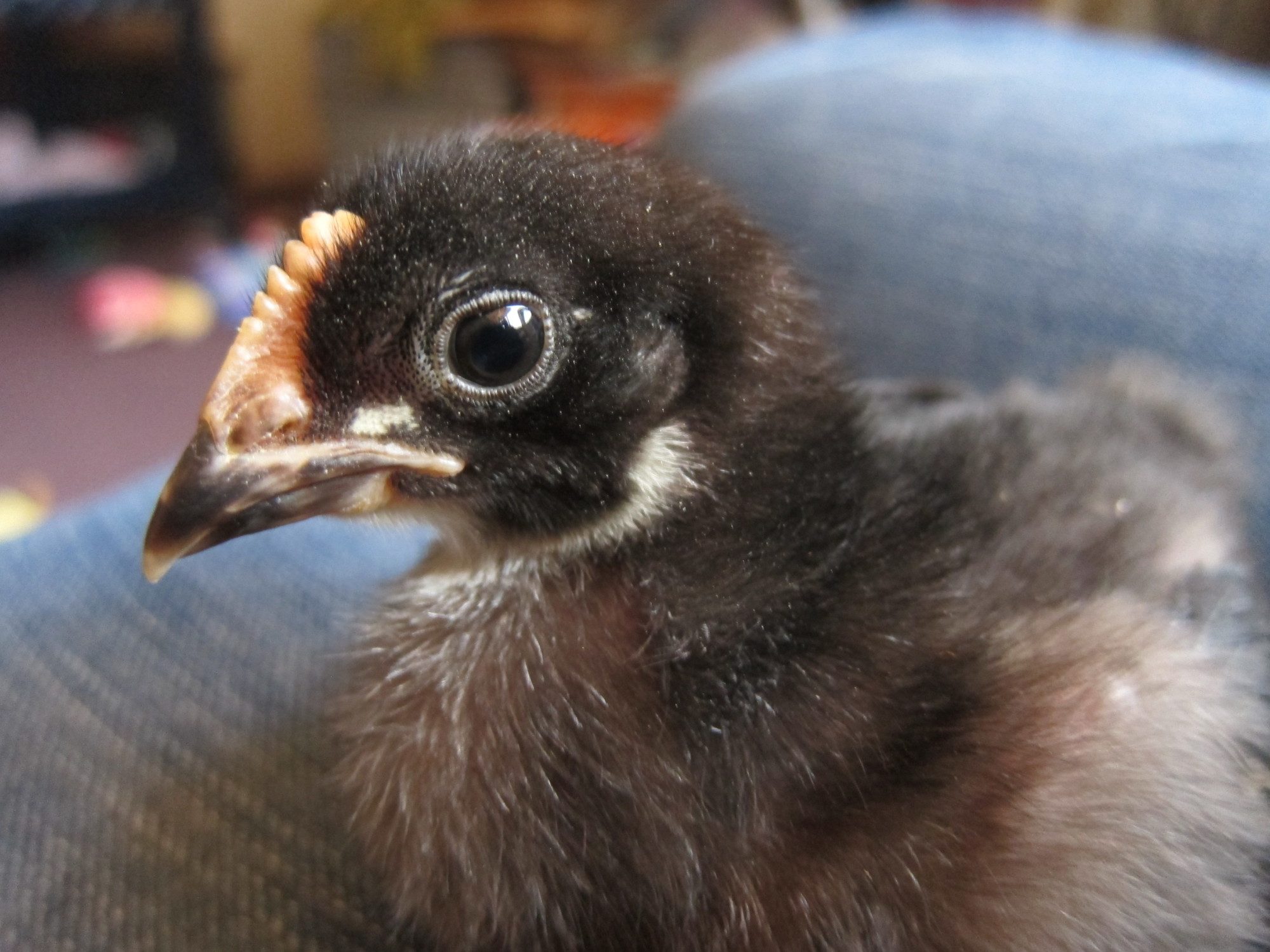 Birchen Marans chick