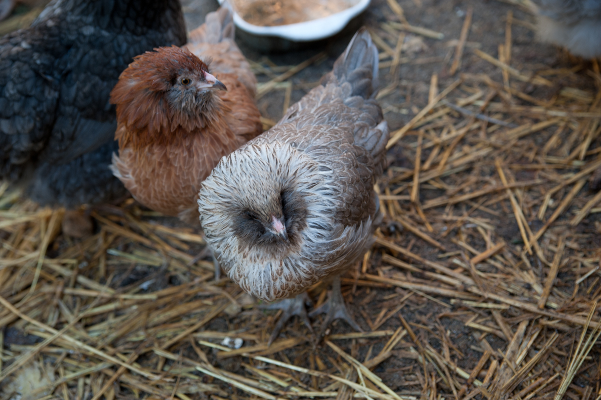 Birchen Partridge, and Red Blue