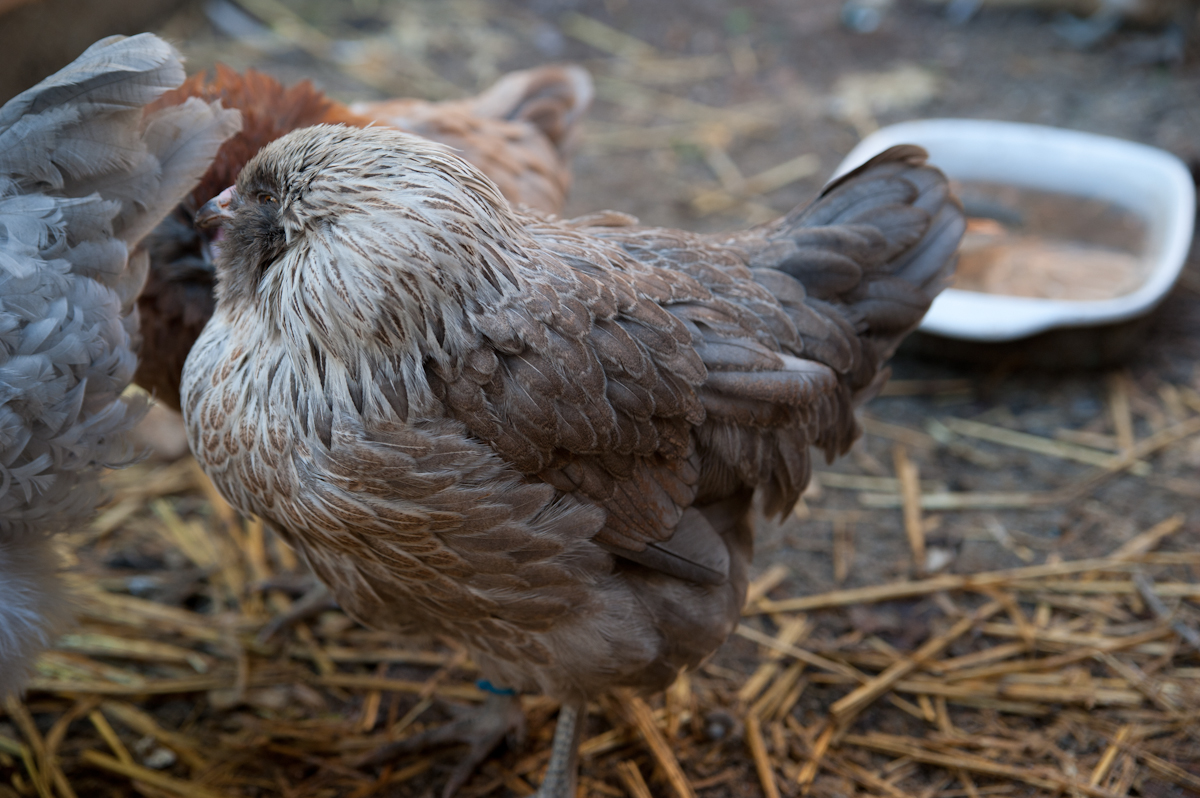 Birchen/Partridge