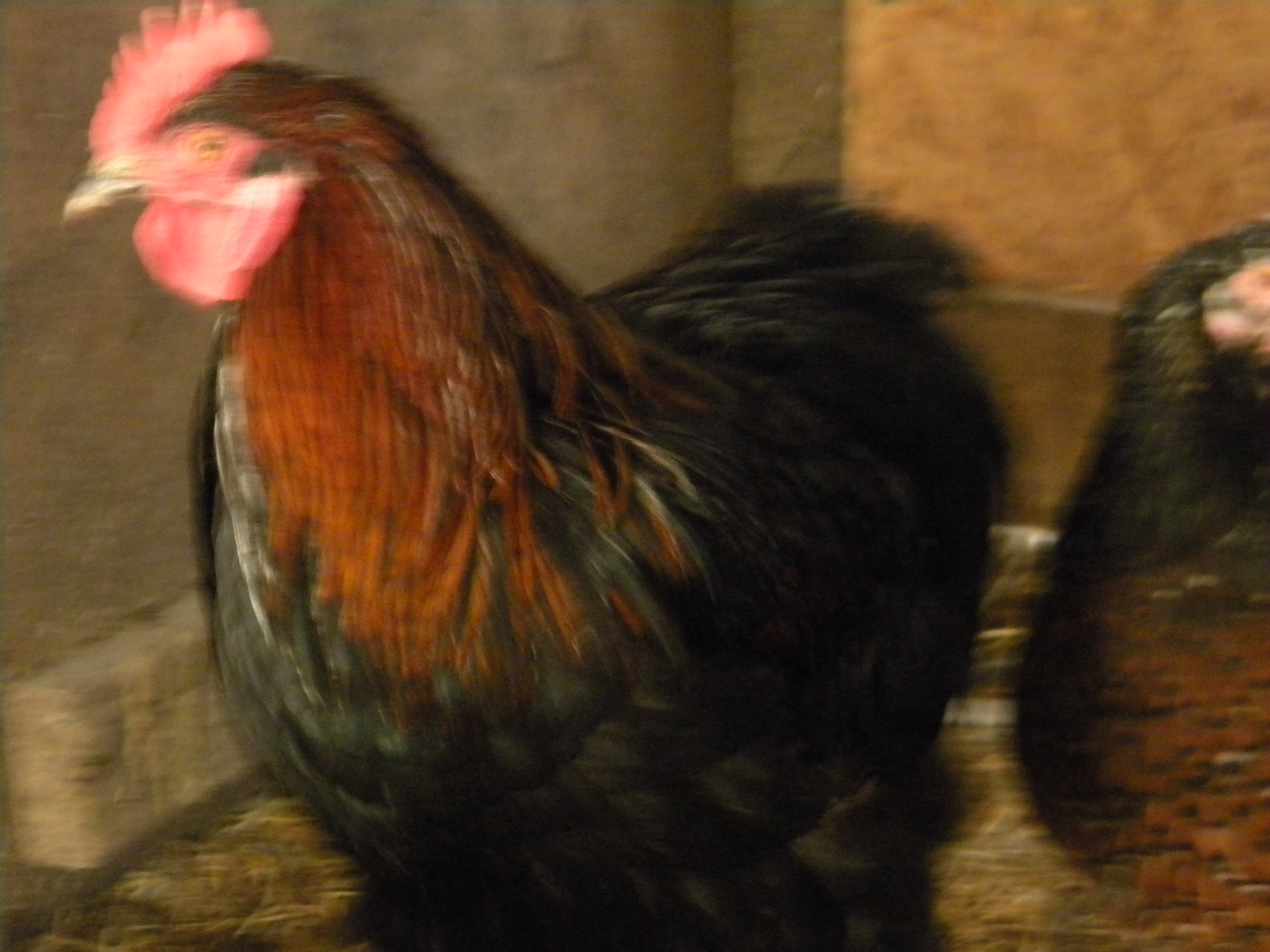 Birchen Rooster