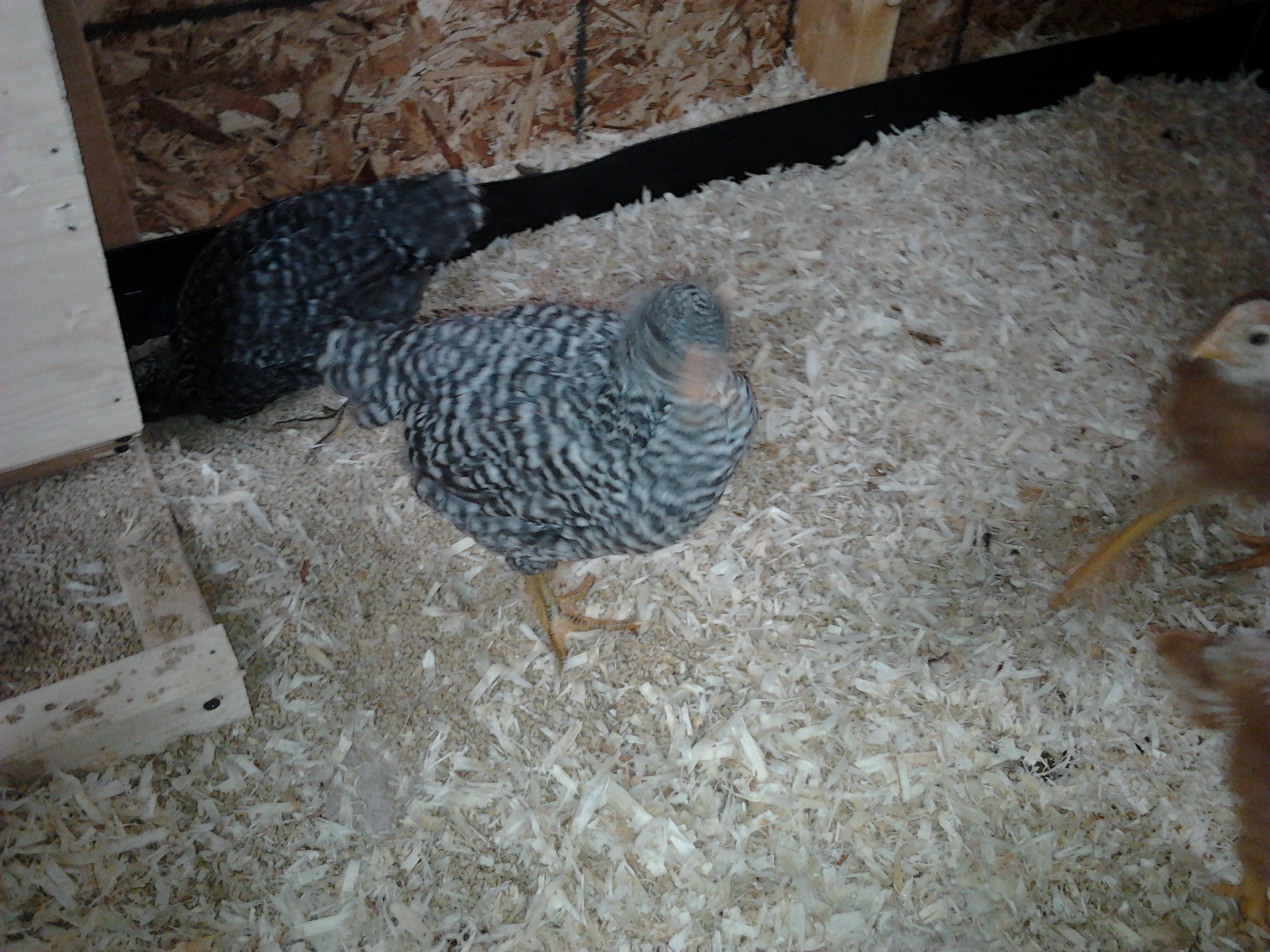 Bird 1 and 2