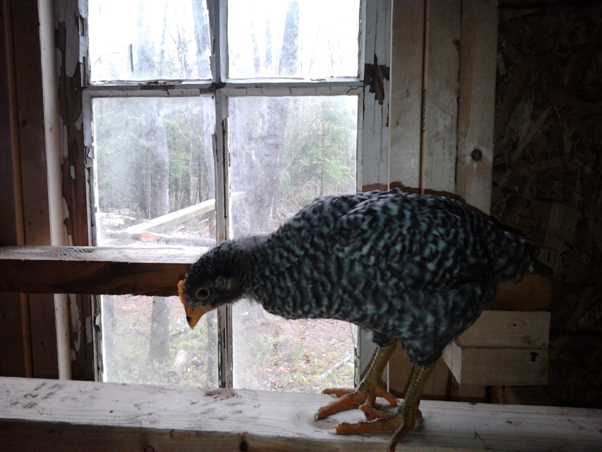 Bird #1