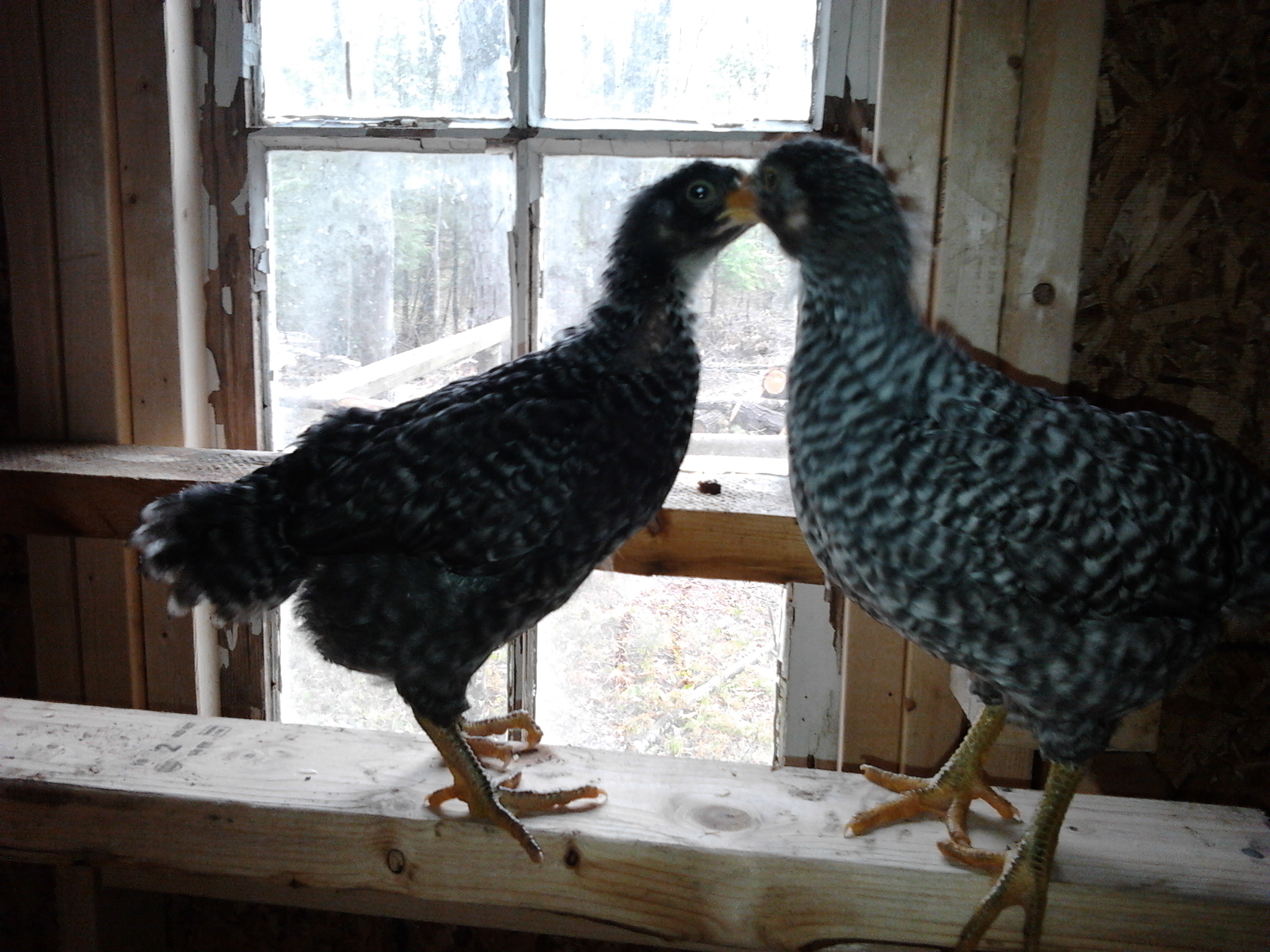 Bird 3 and 2