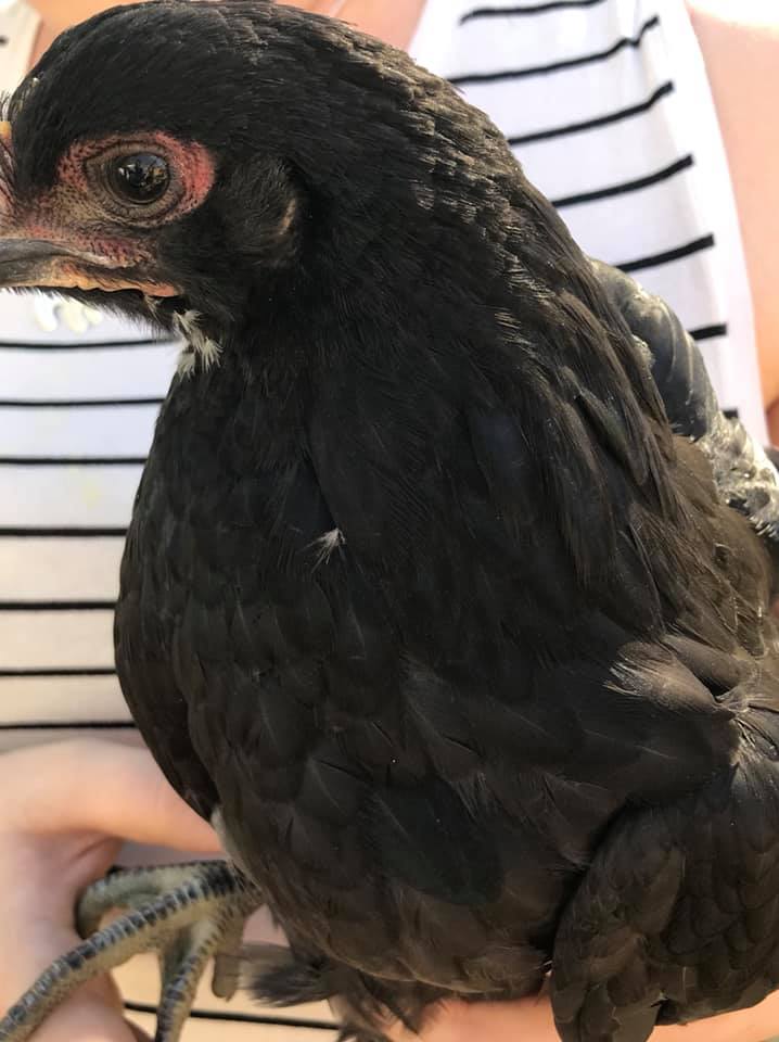 Bird 3c