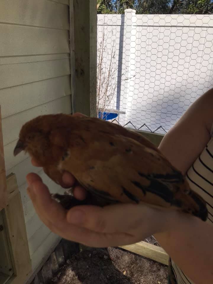 Bird 4