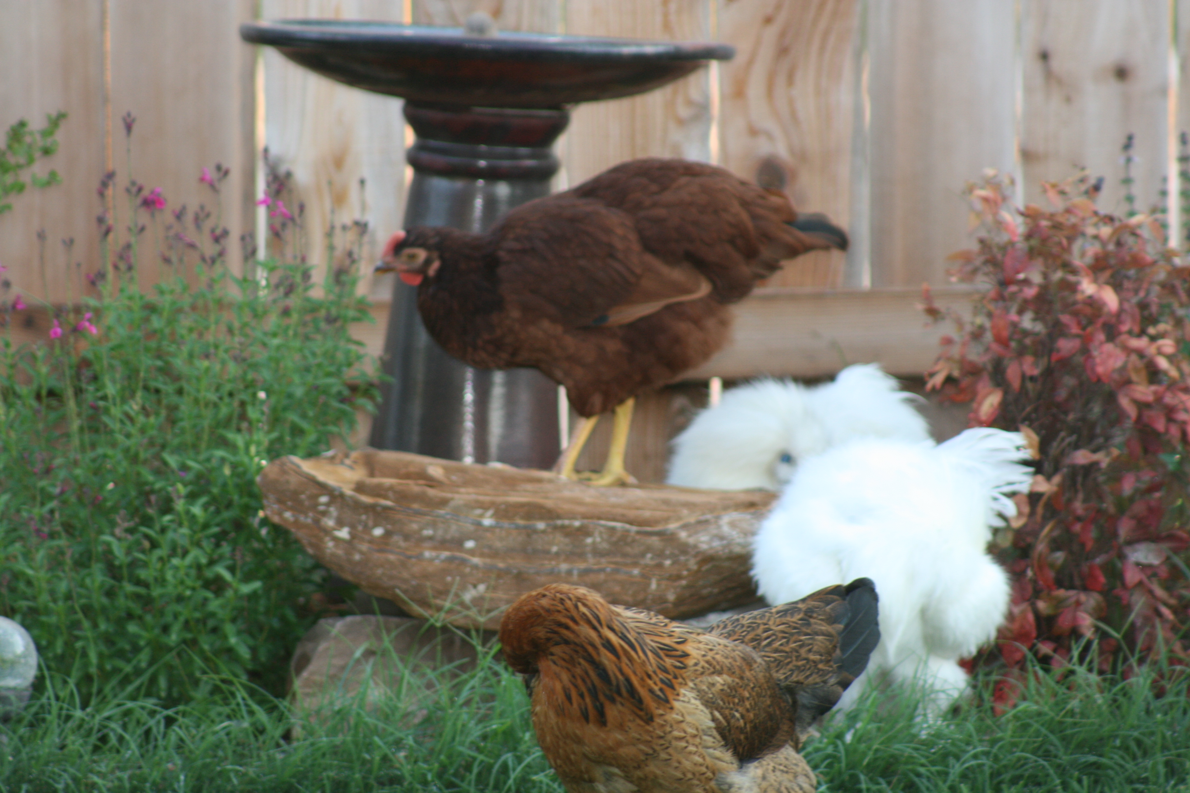 Bird bath