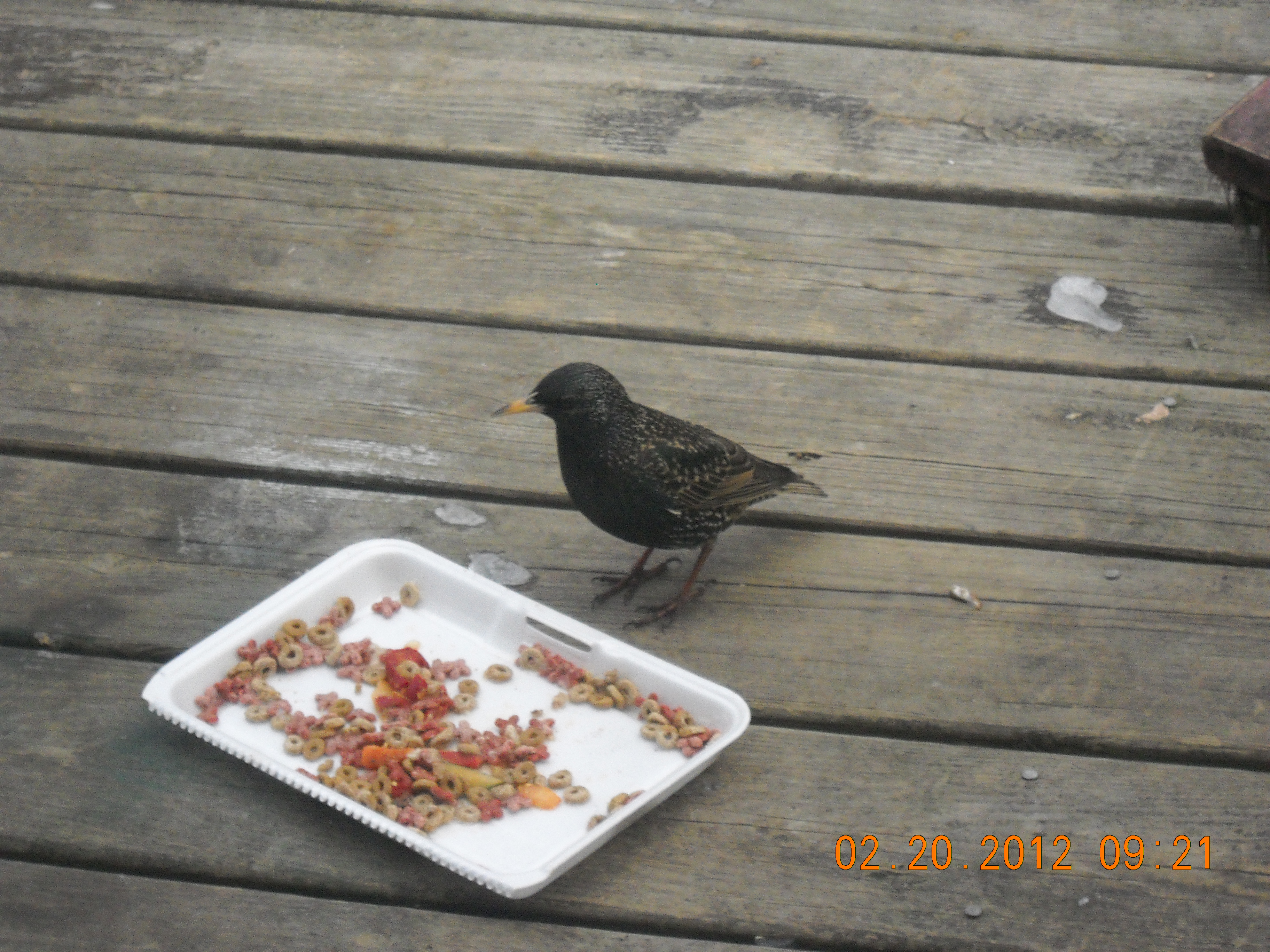 Bird guests.
