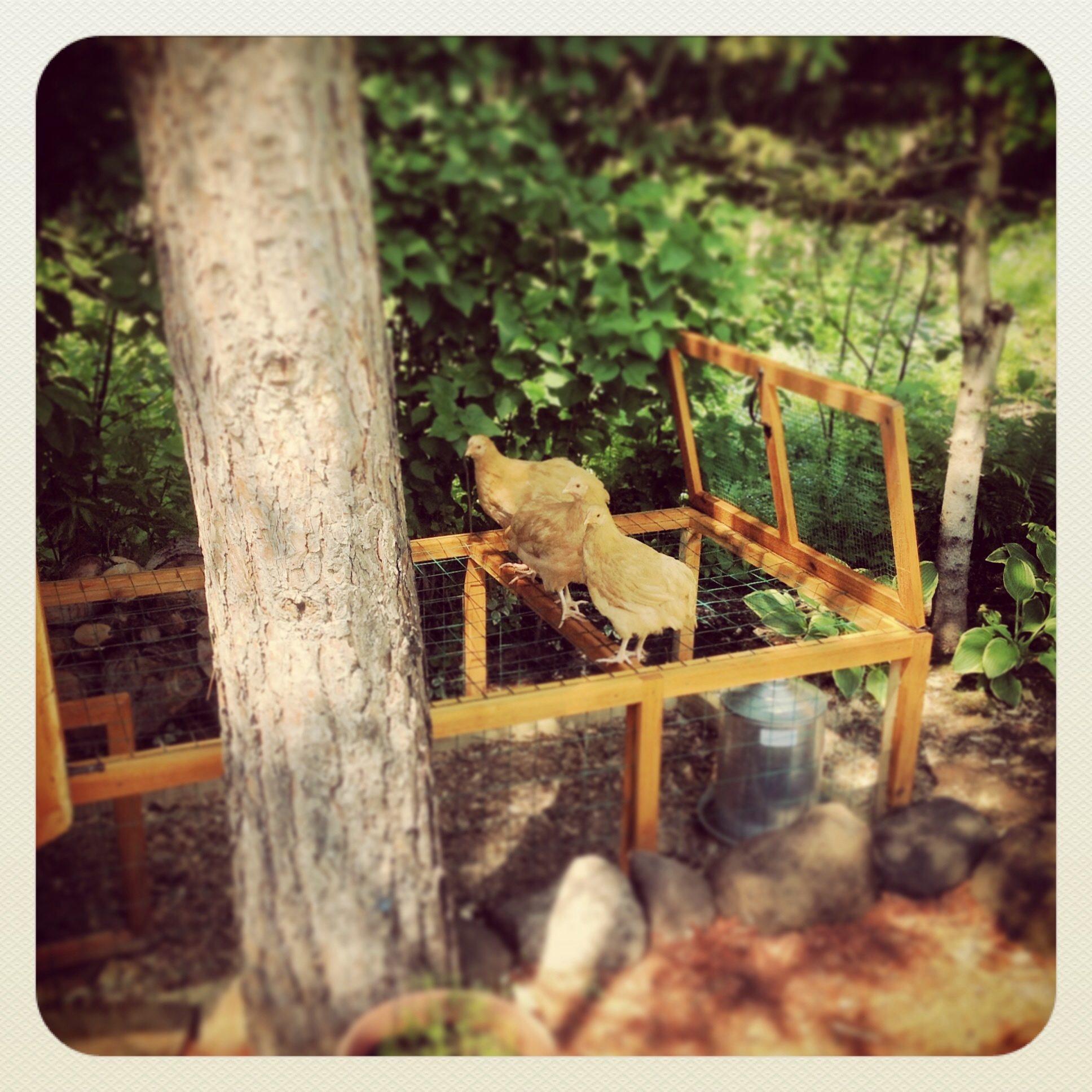 Bird herd likes to free range