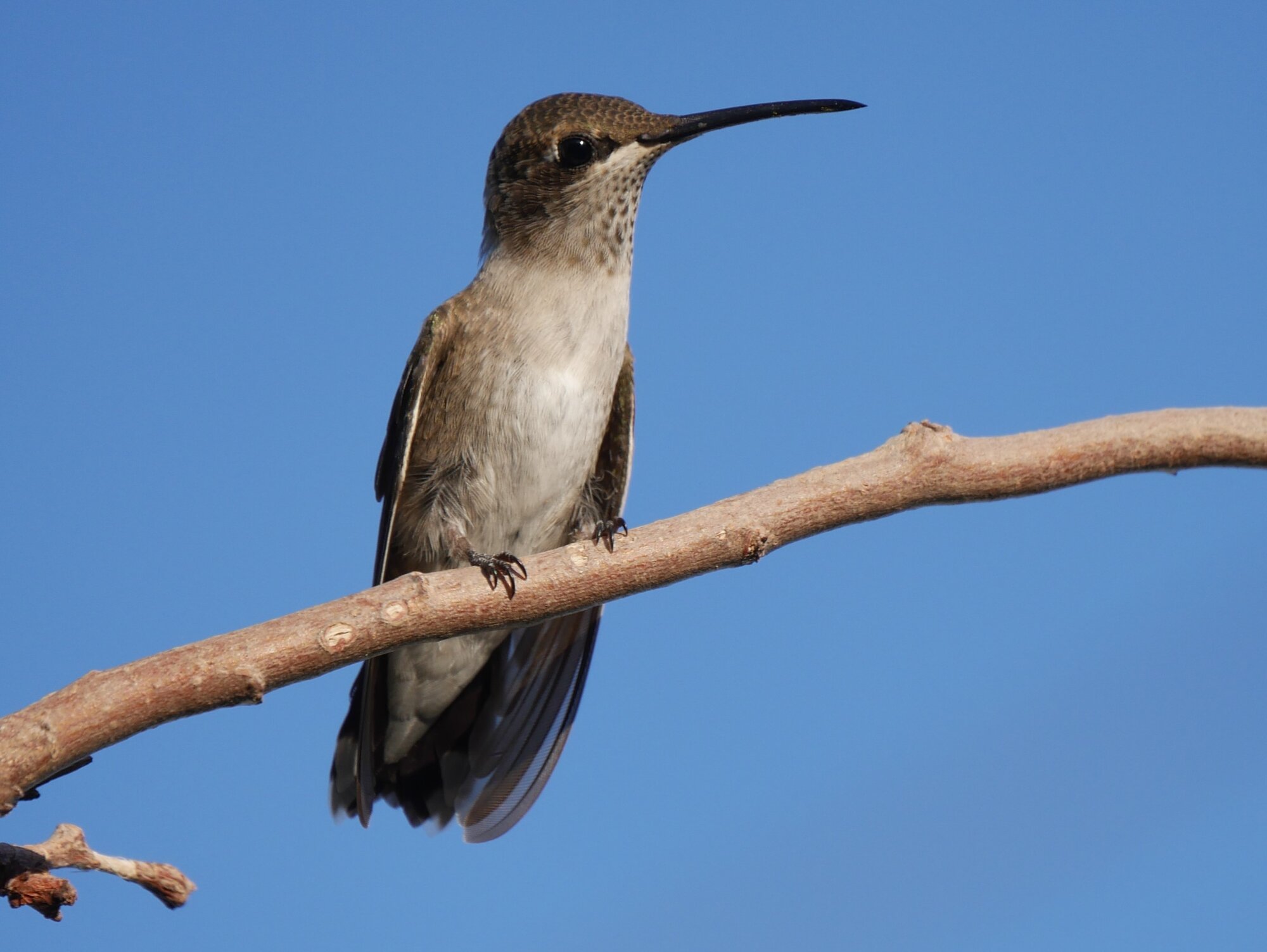 Bird.JPG