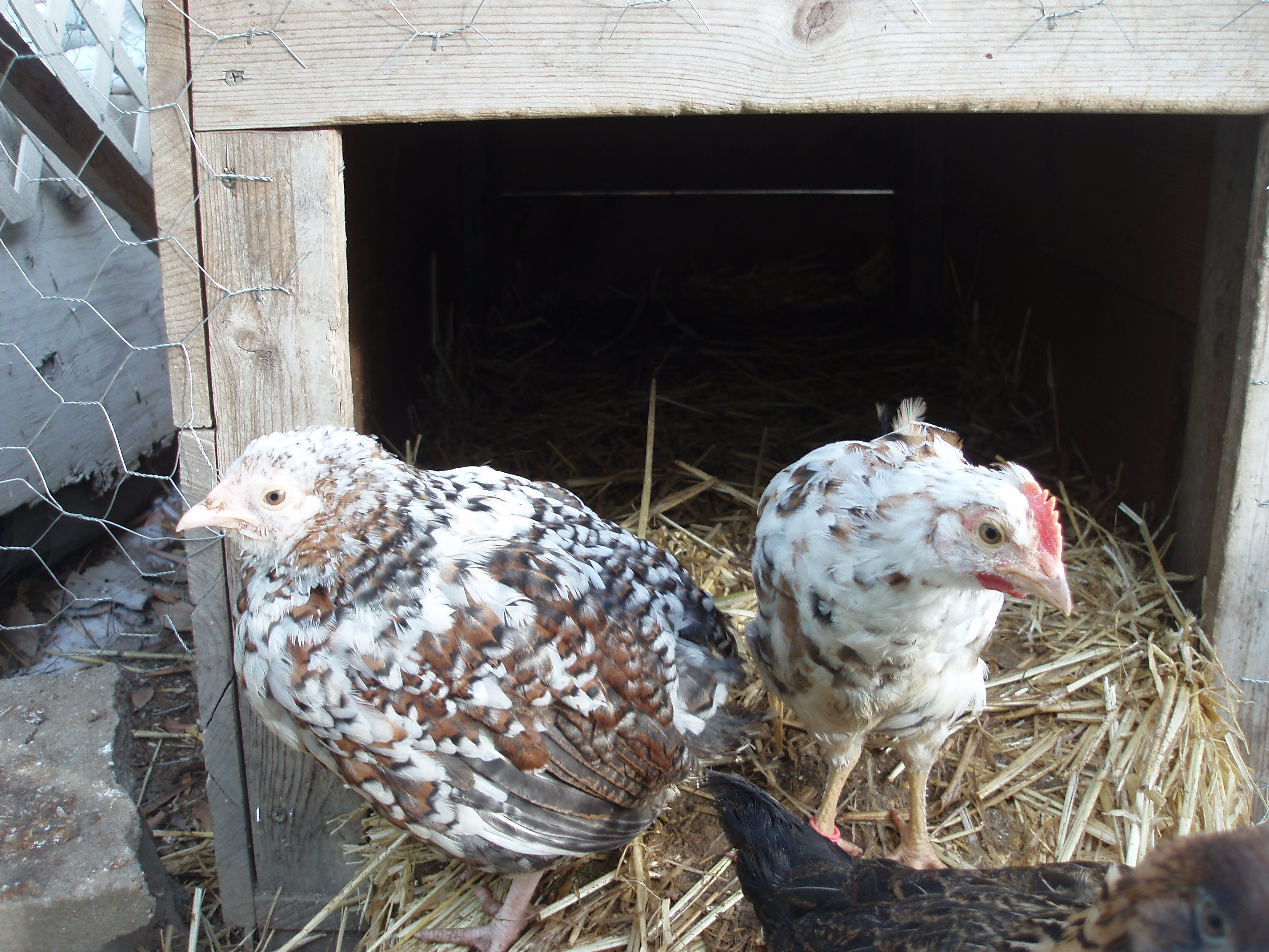 Bird on the left is a Speckled Sussex. Bird on the right is an Icelandic.