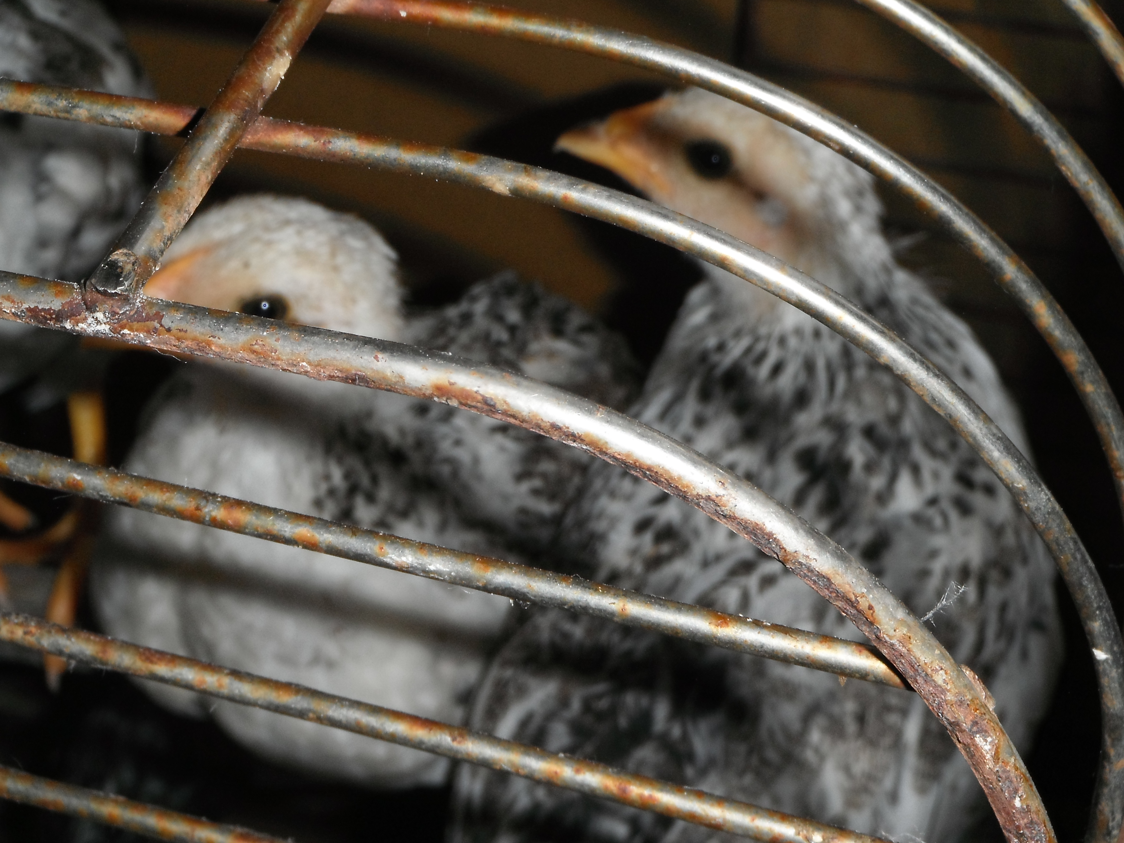 birds in cage at night. Safe in the house.