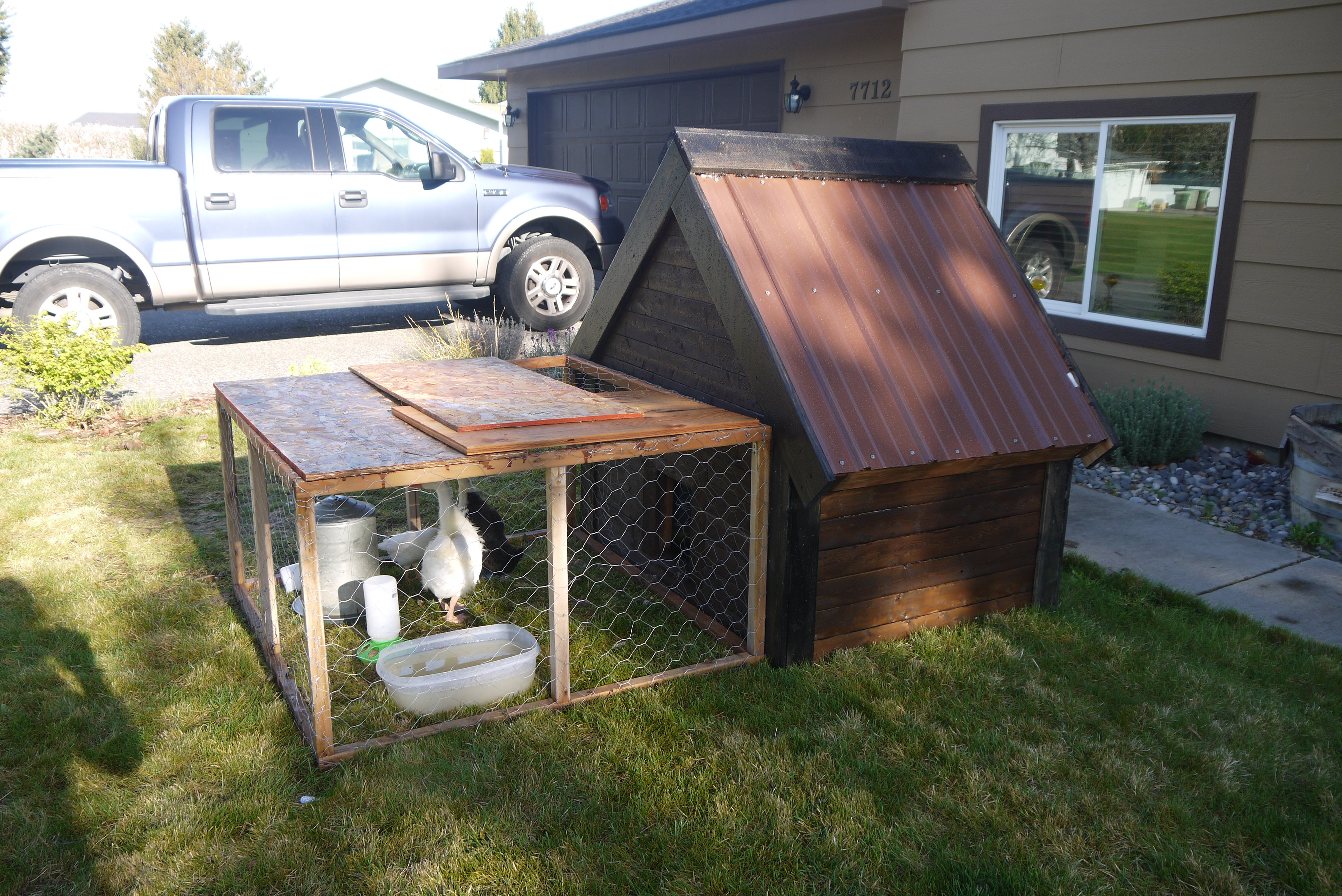 Birds in their new home