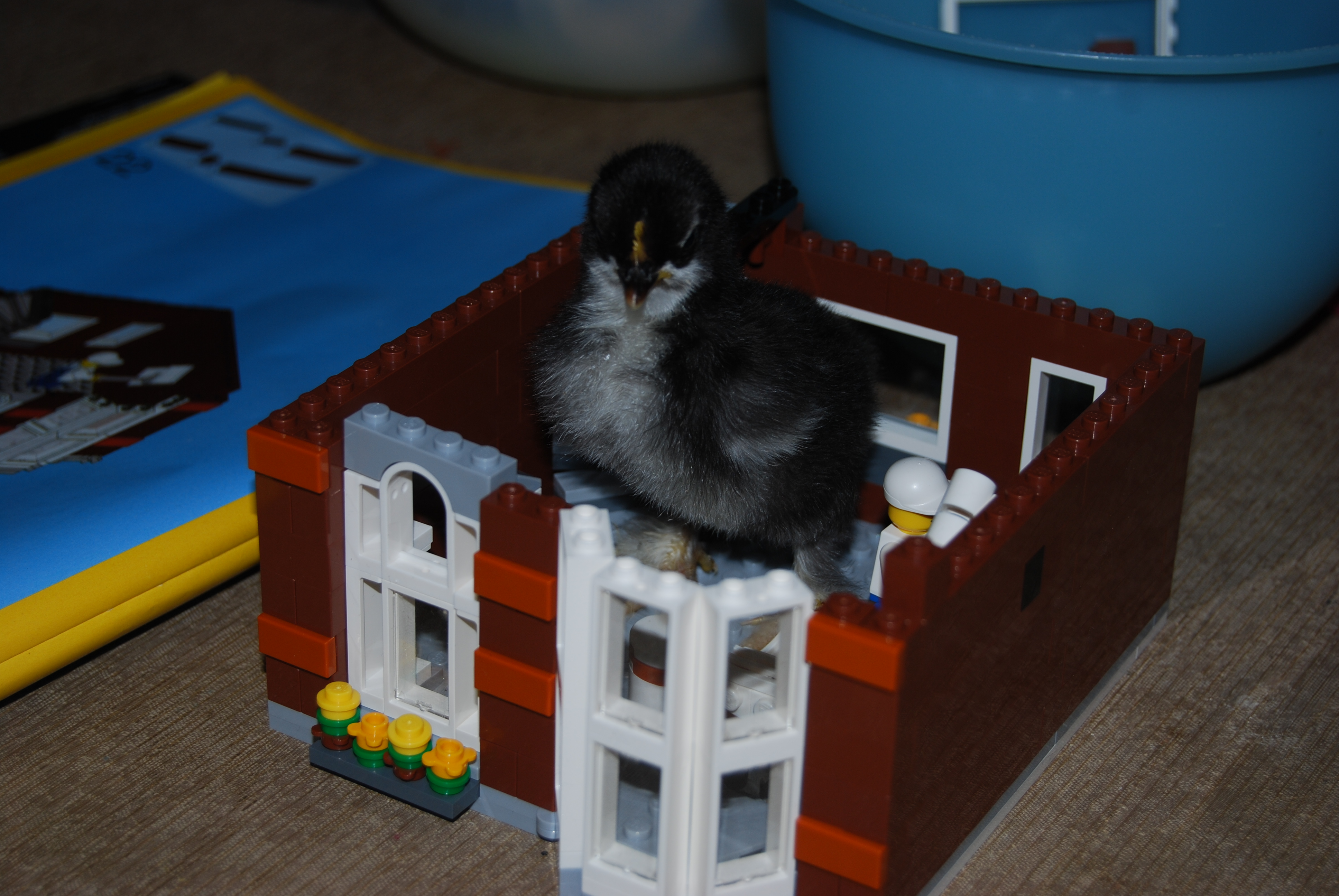 Birdzilla?  Zoria is not sure what to think.
