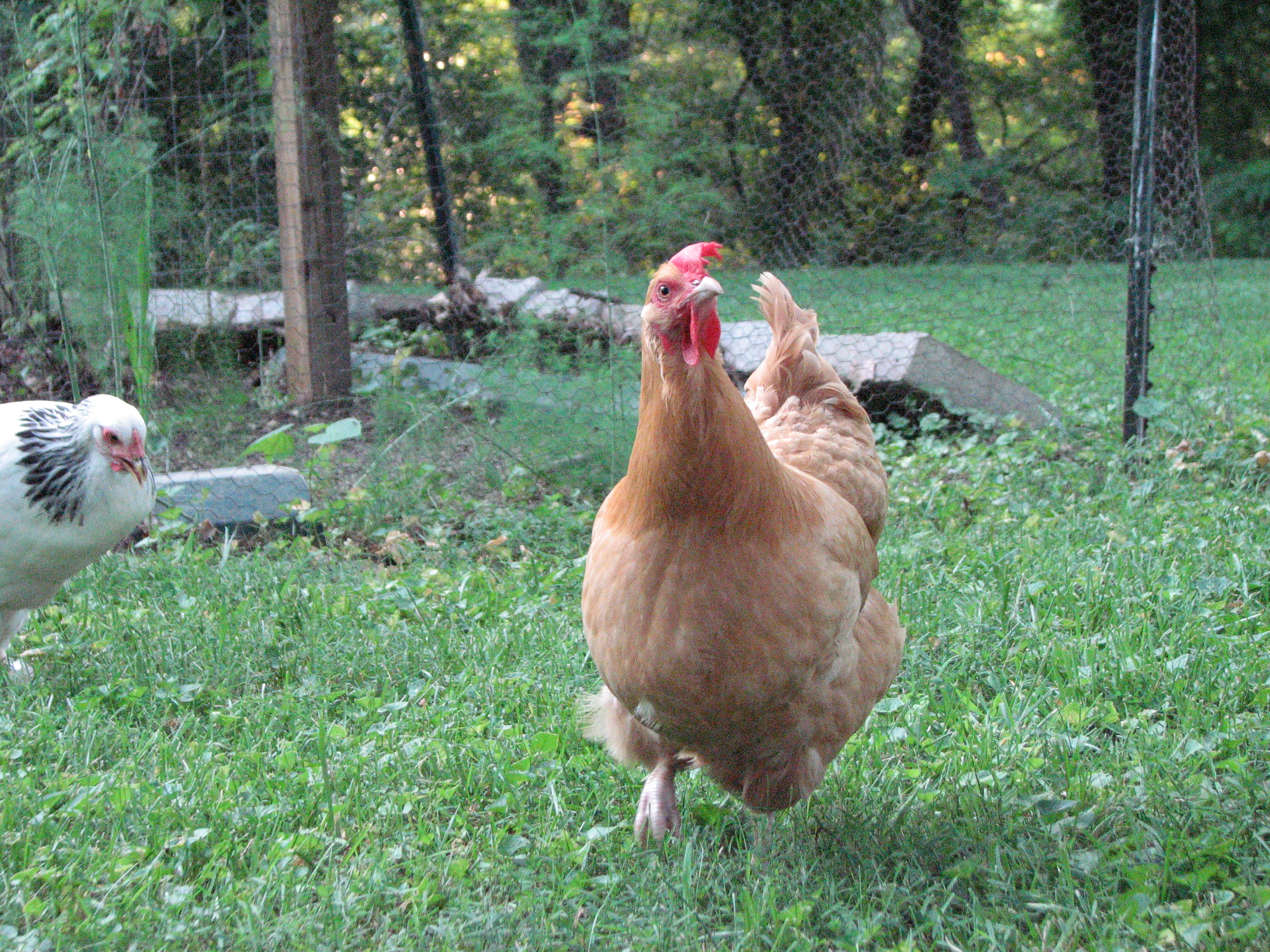 Biscuit having a deep perplexing thought.....