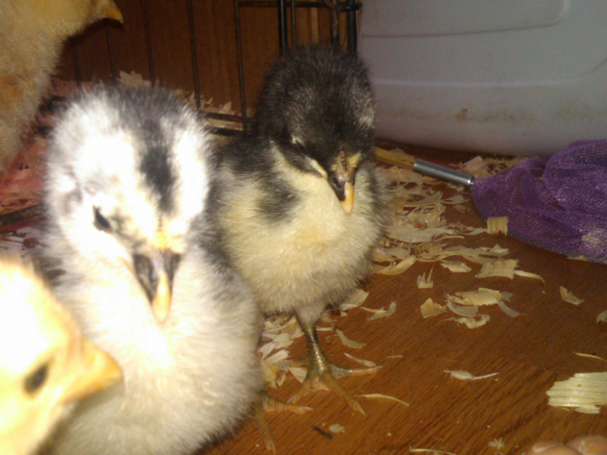 Biscuit trying to get in the picture. Left to right : Gertie and Celia