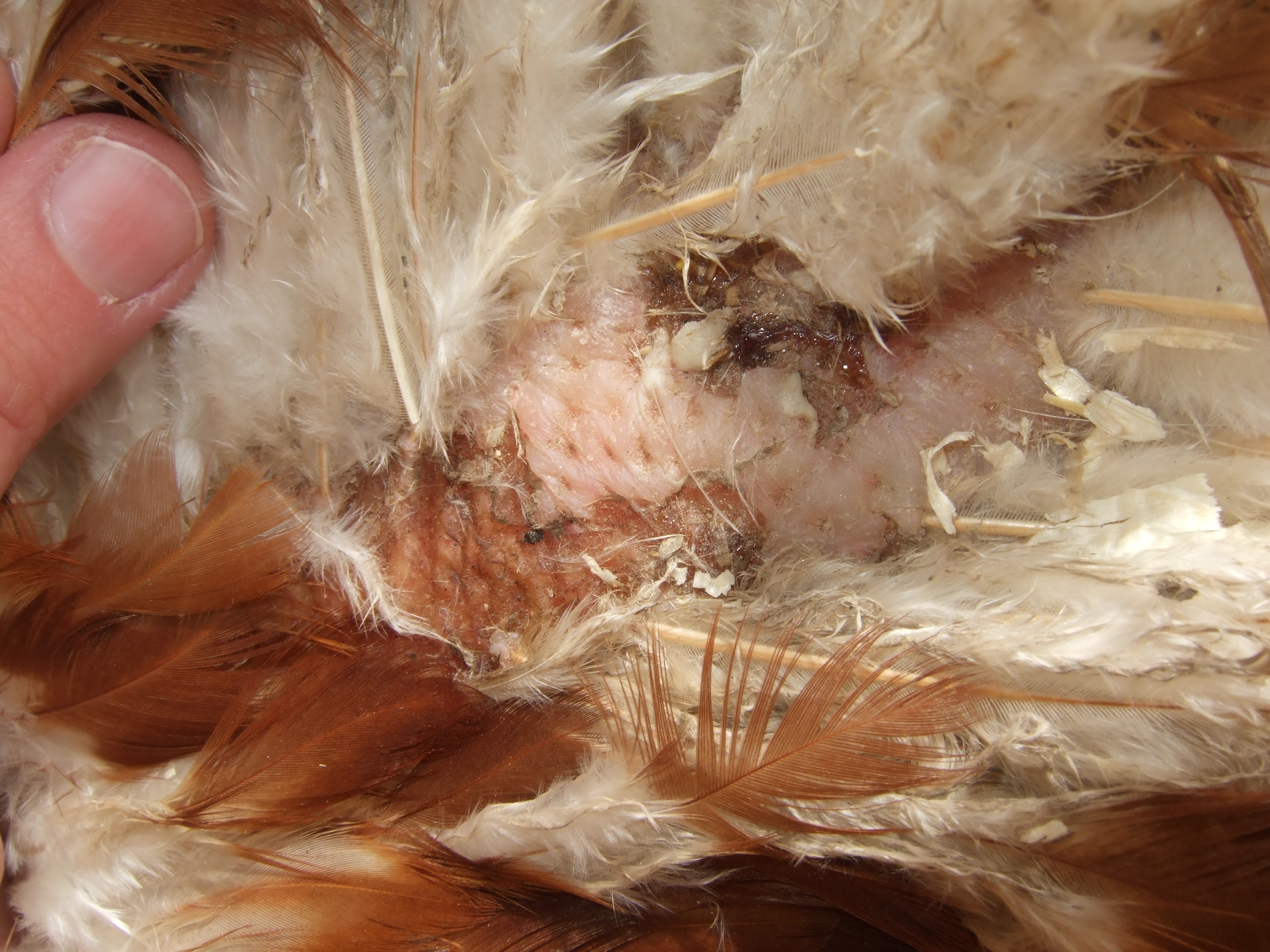 Bite Marks on Dolly
