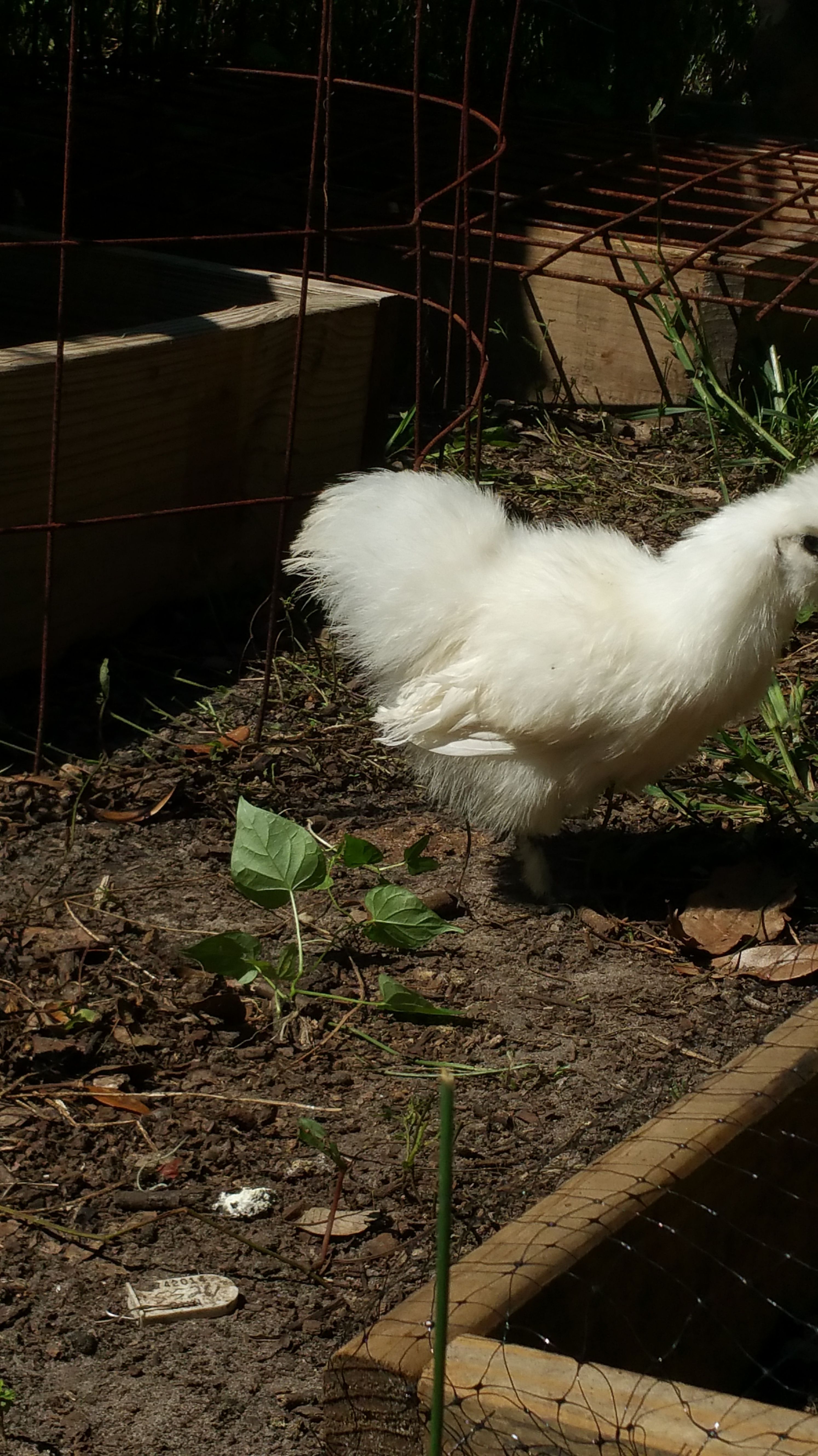 Bitty in the garden