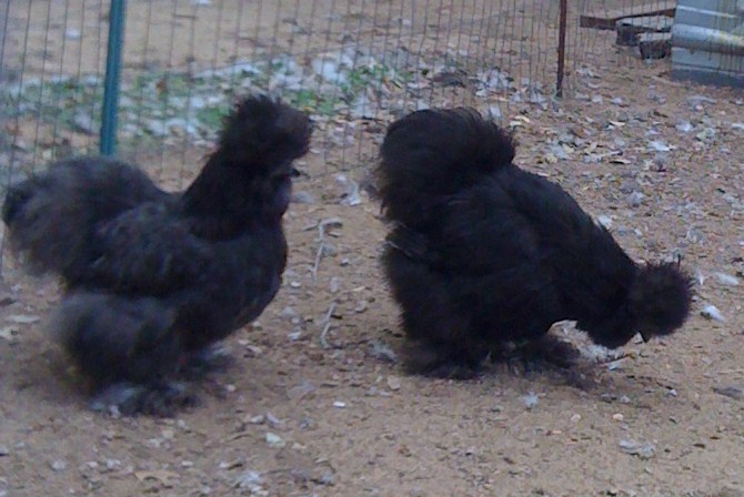 BK silkie