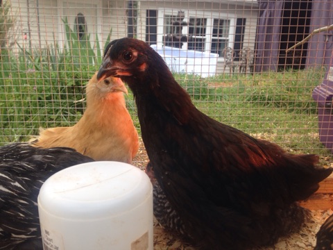 Black Ameraucana and Buff Orpington
