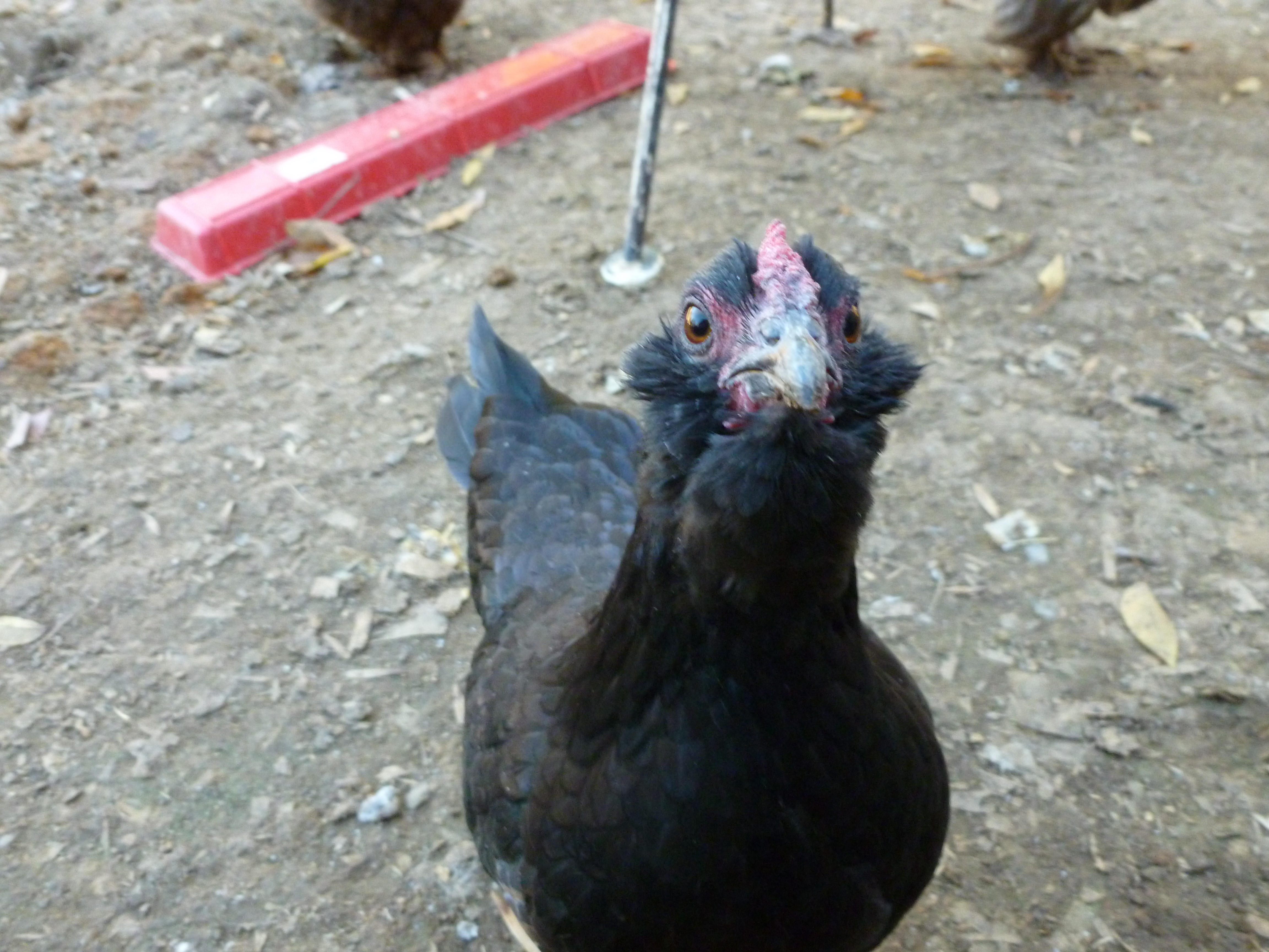 Black Ameraucana bantam hen