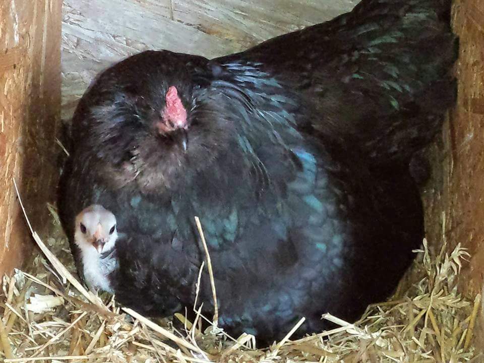 Black ameraucana hen and blue chick