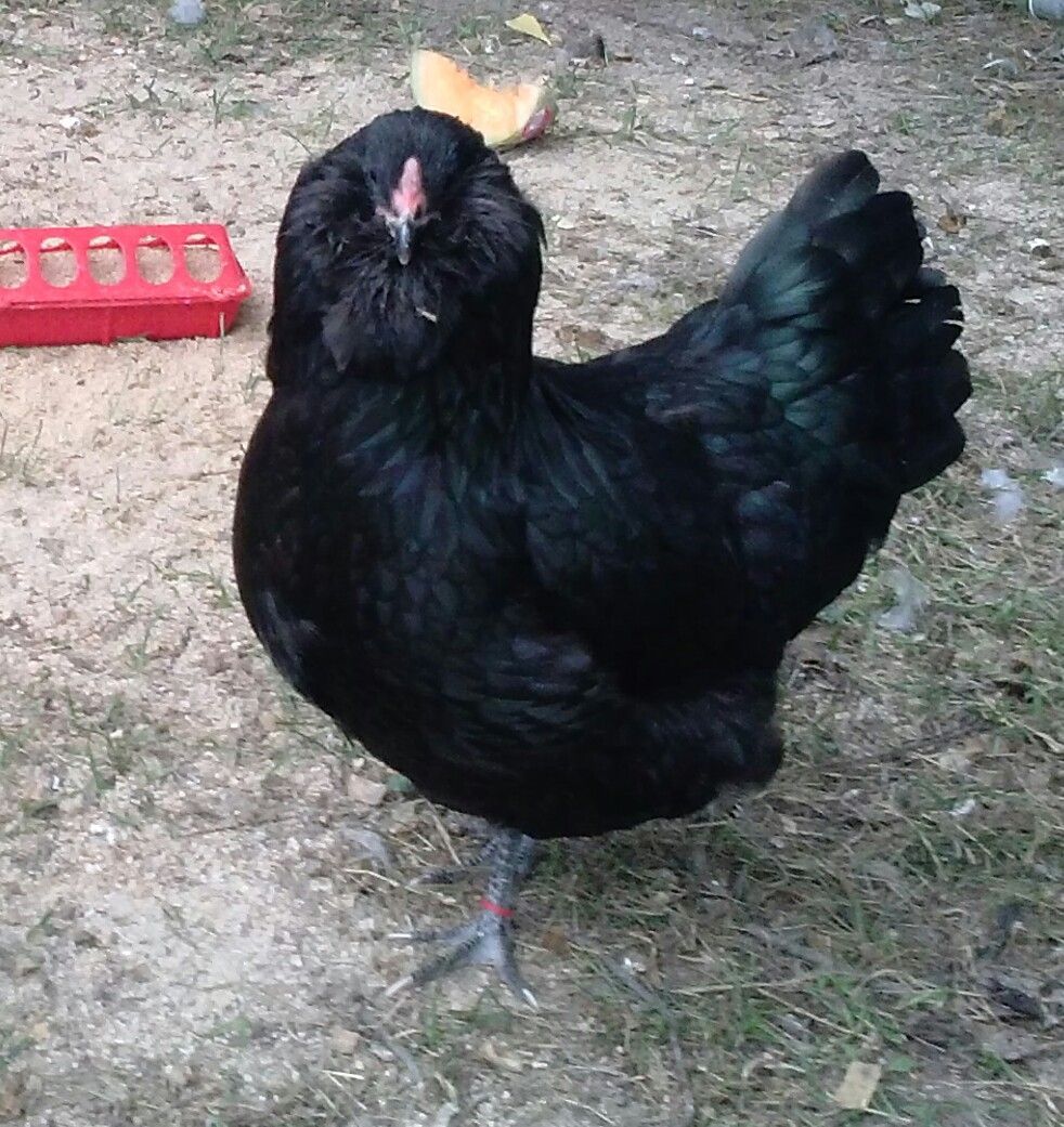 Black Ameraucana hen