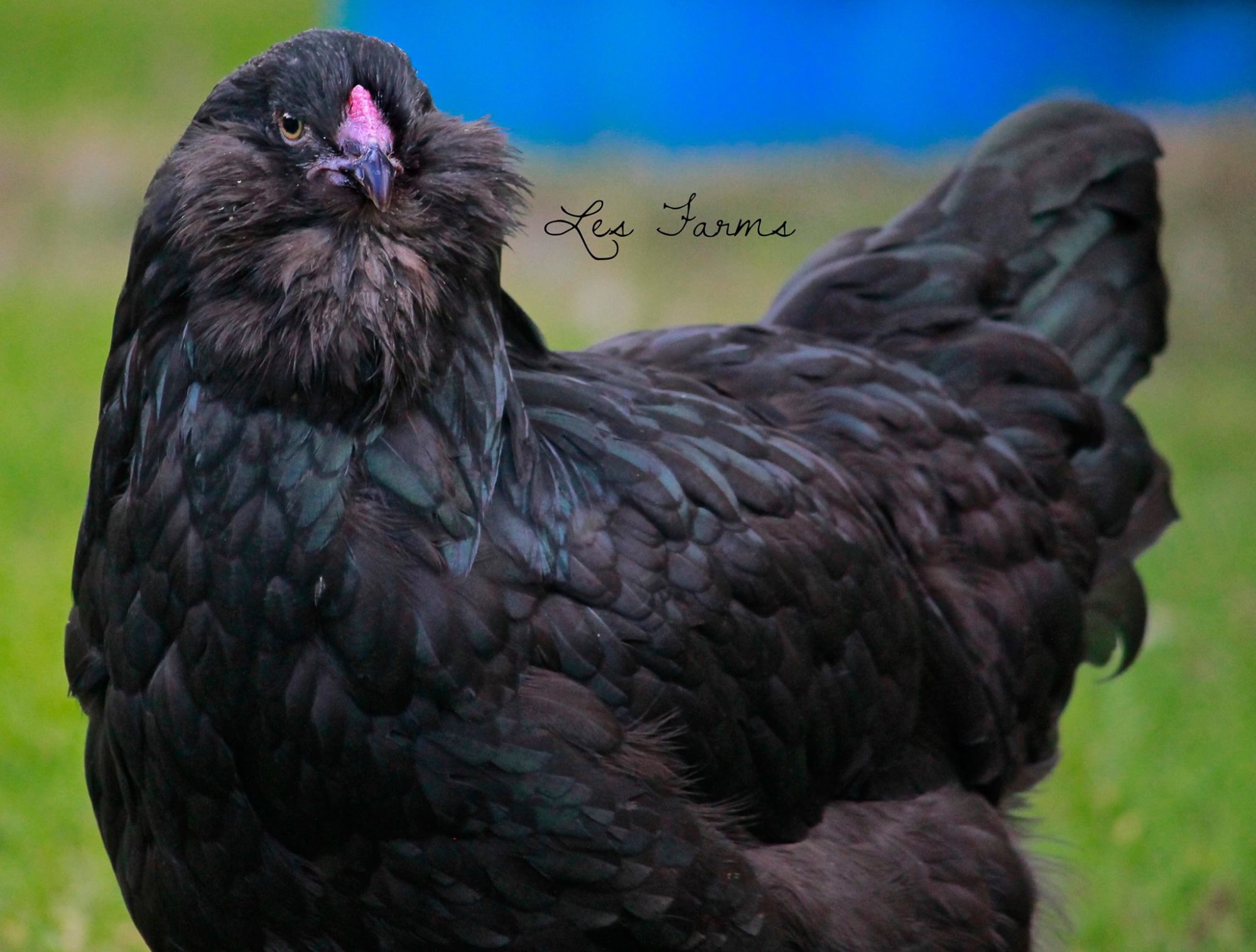 Black Ameraucana pullet