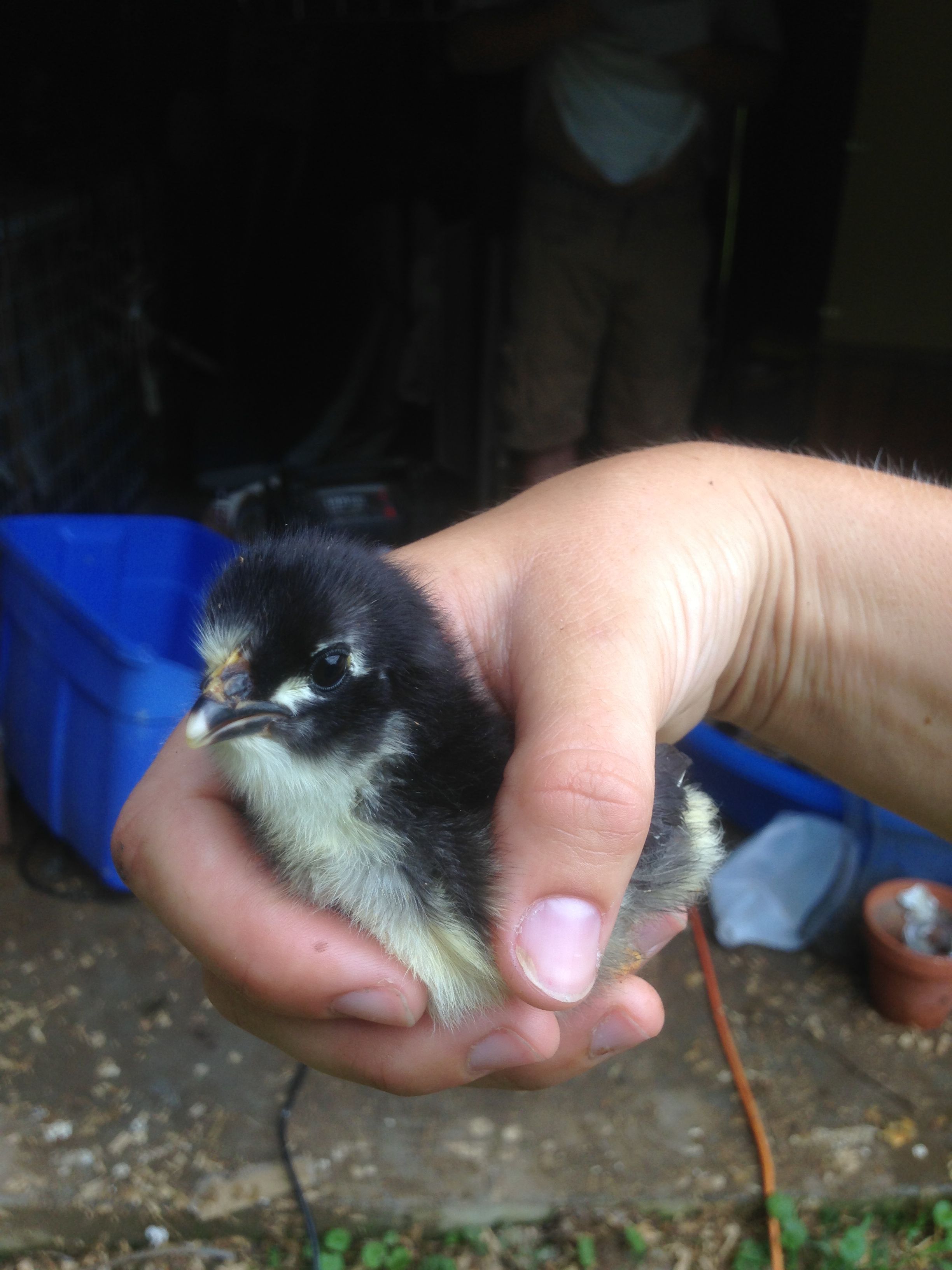 black astrolorp chick