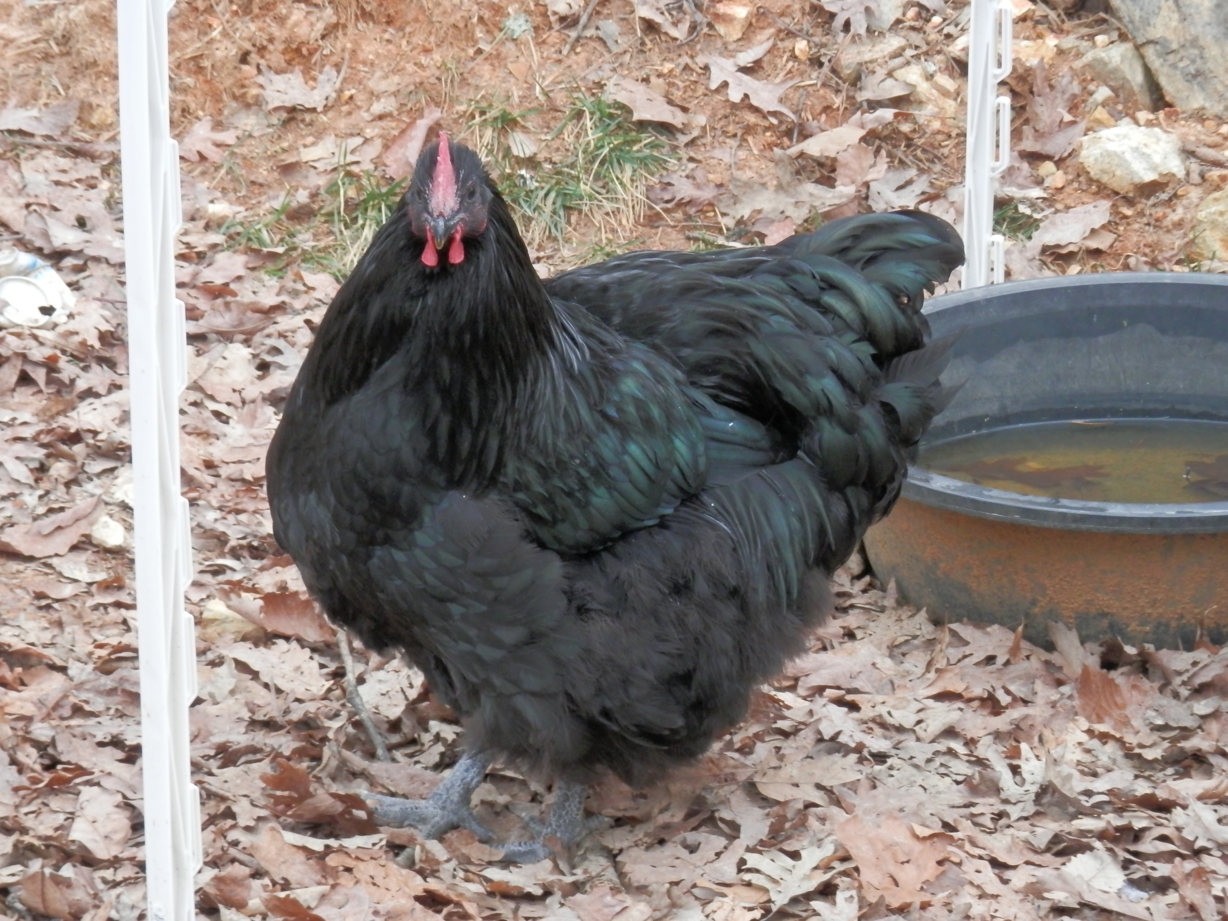 Black at approx. 5 1/2 months.