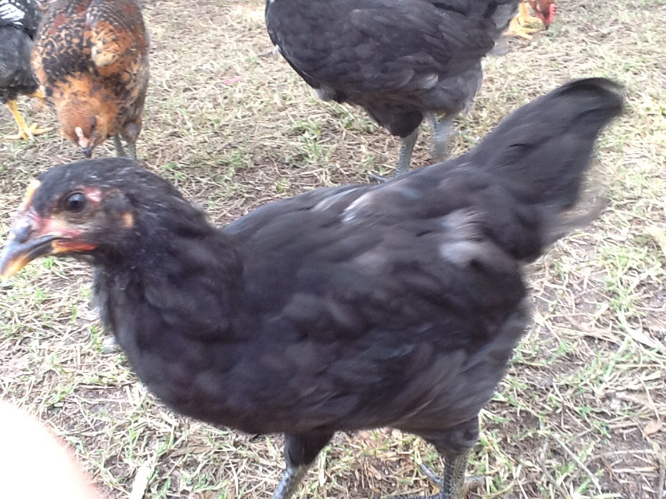 Black Ausrtrolorp