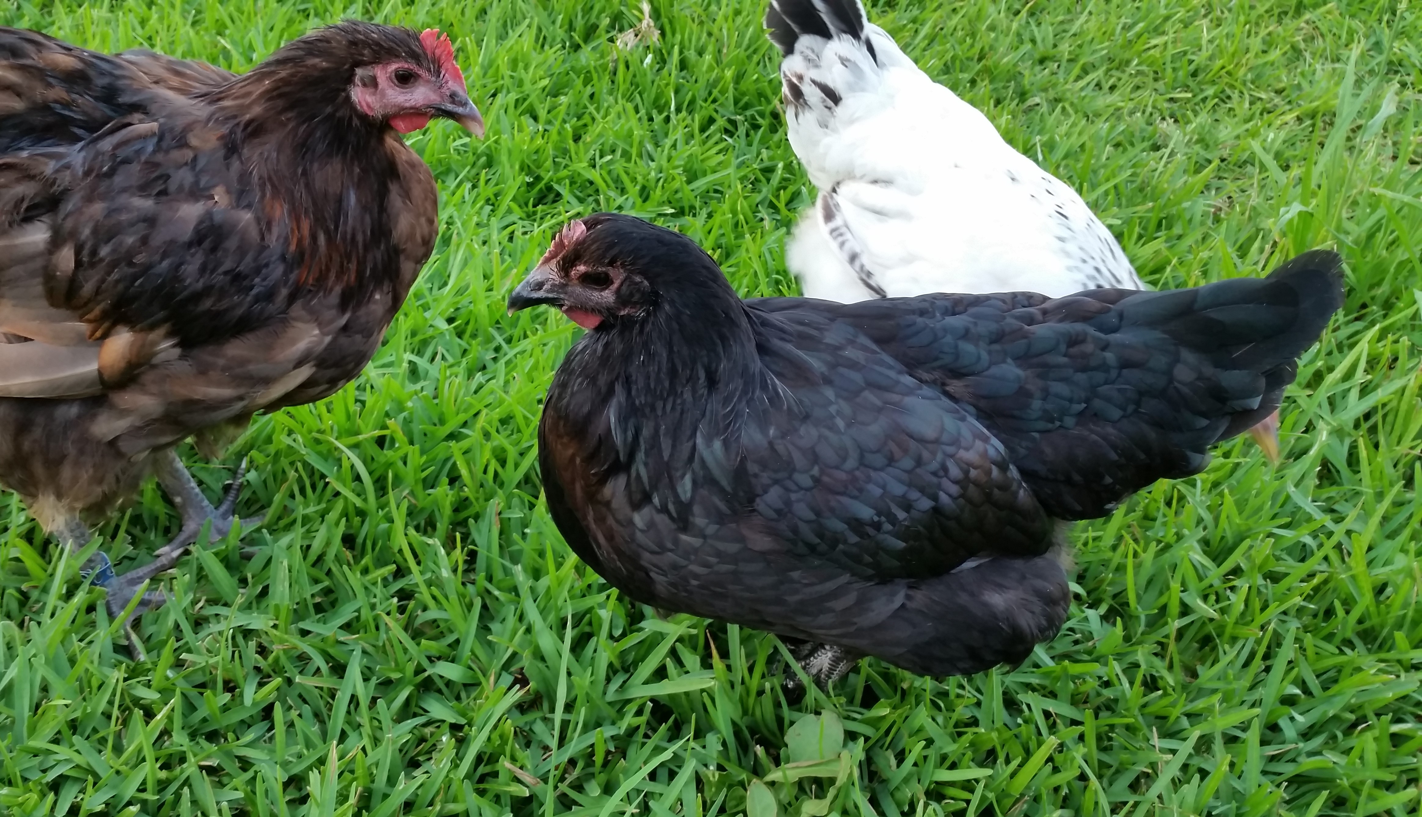 Black Australorp 23 weeks