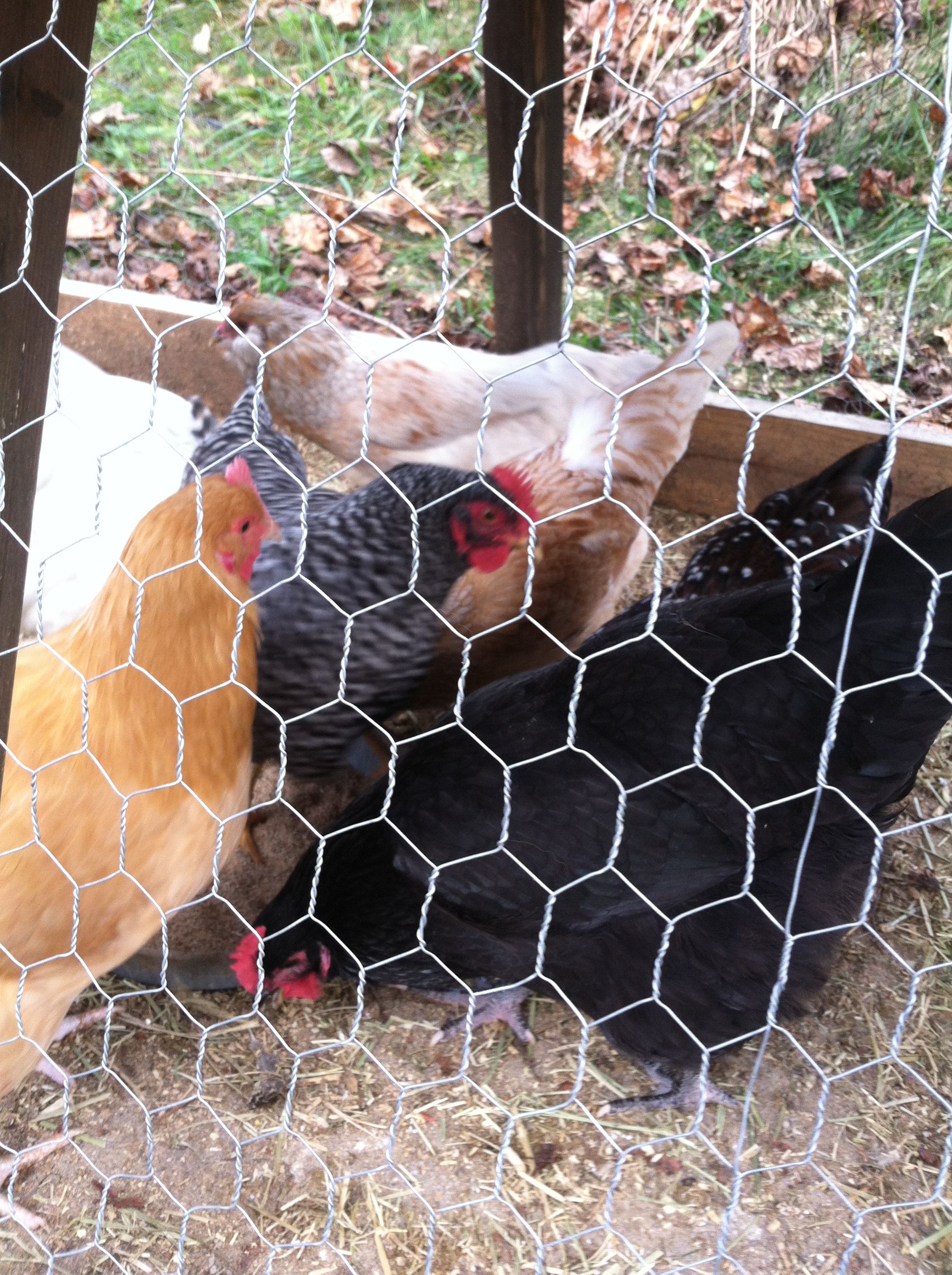 Black Australorp-Aussie; Barred Rock-Barbie;Ameracona-Amy, Buff Orp-Blondie; Speckled Sussex-Sexy and Ameracona-Amy