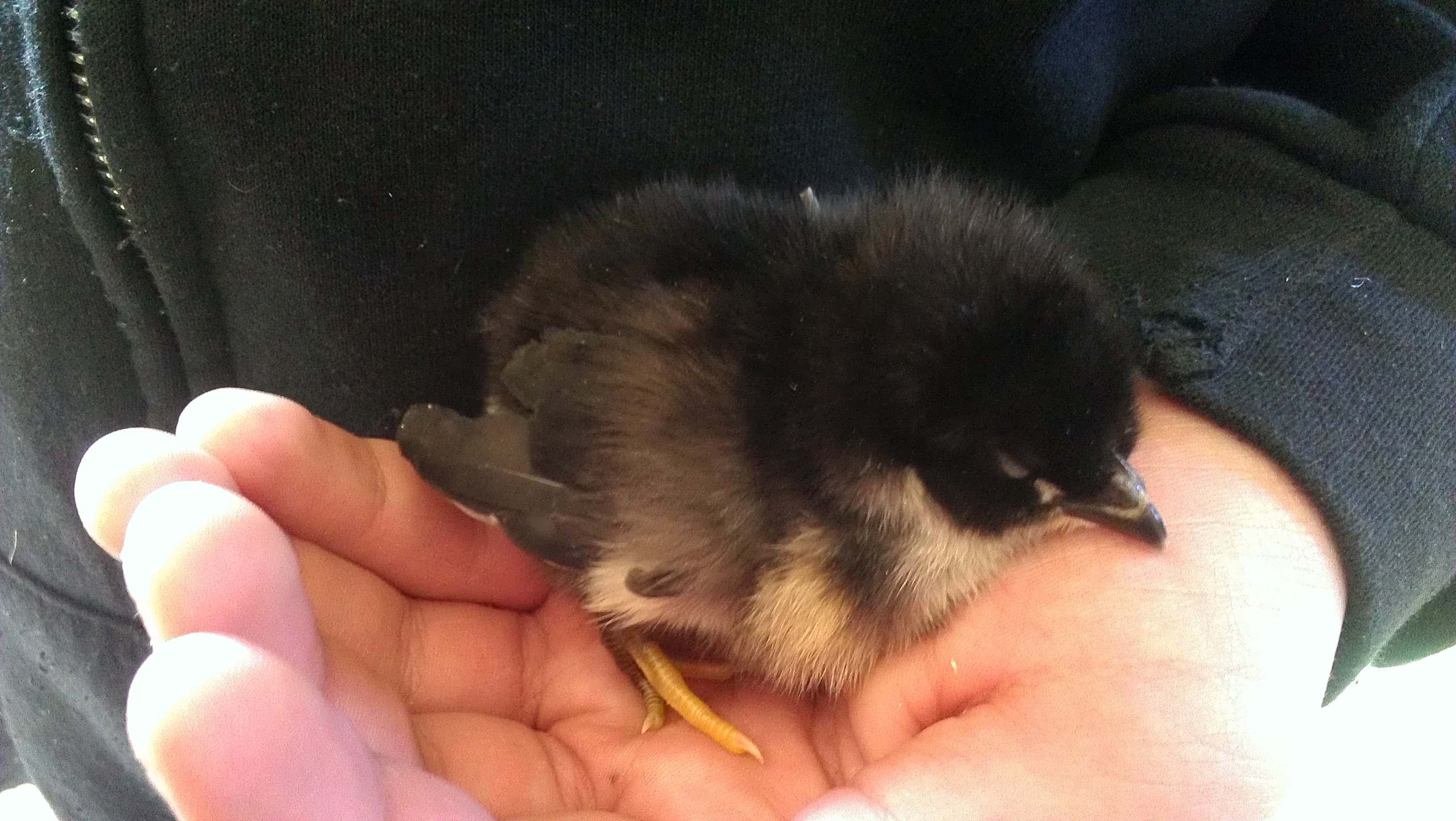 Black Australorp Chick