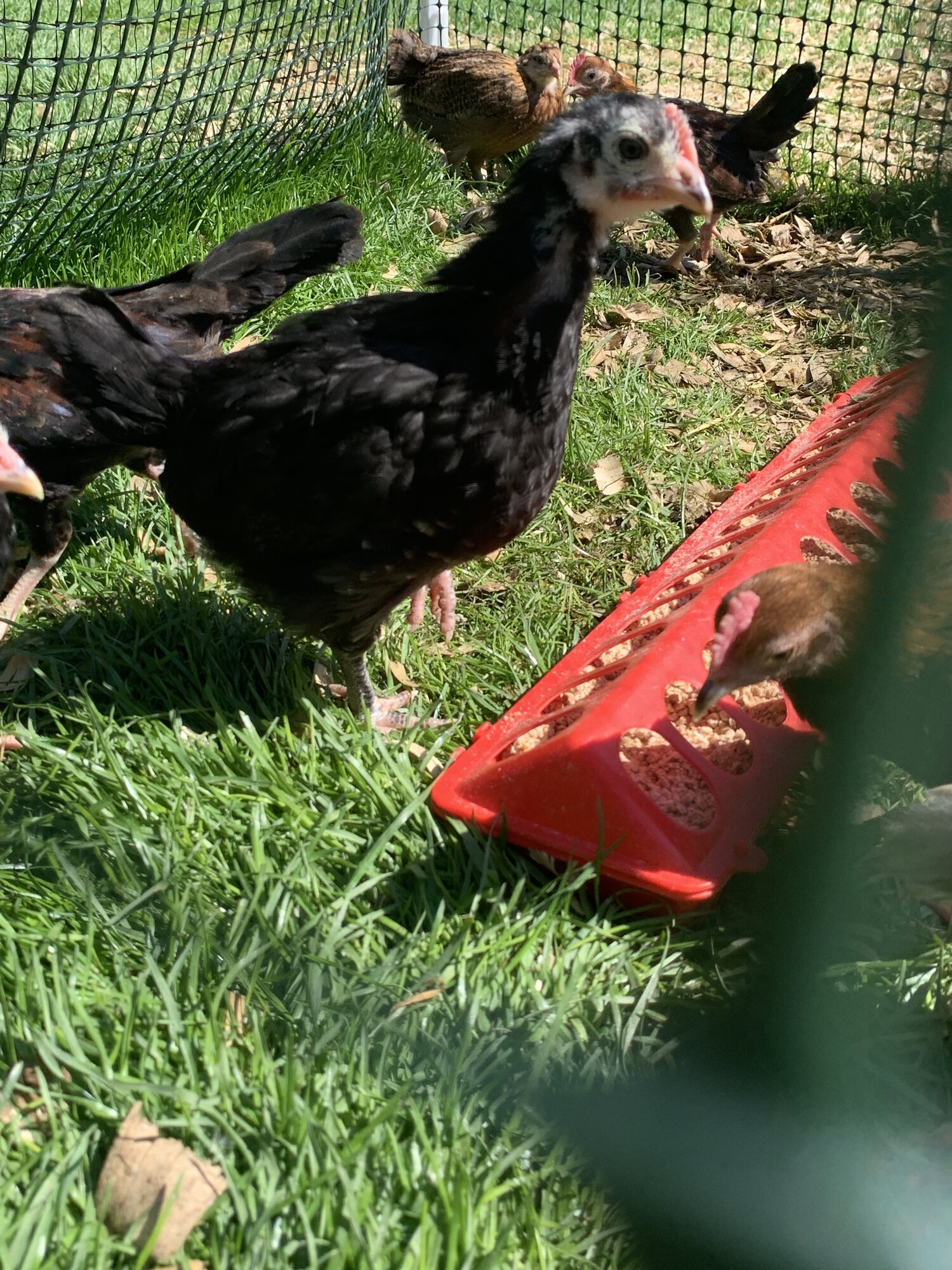Black Australorp chick