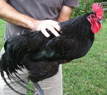 Black Australorp cockerel