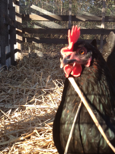 Black Australorp-Hattie B. is her name