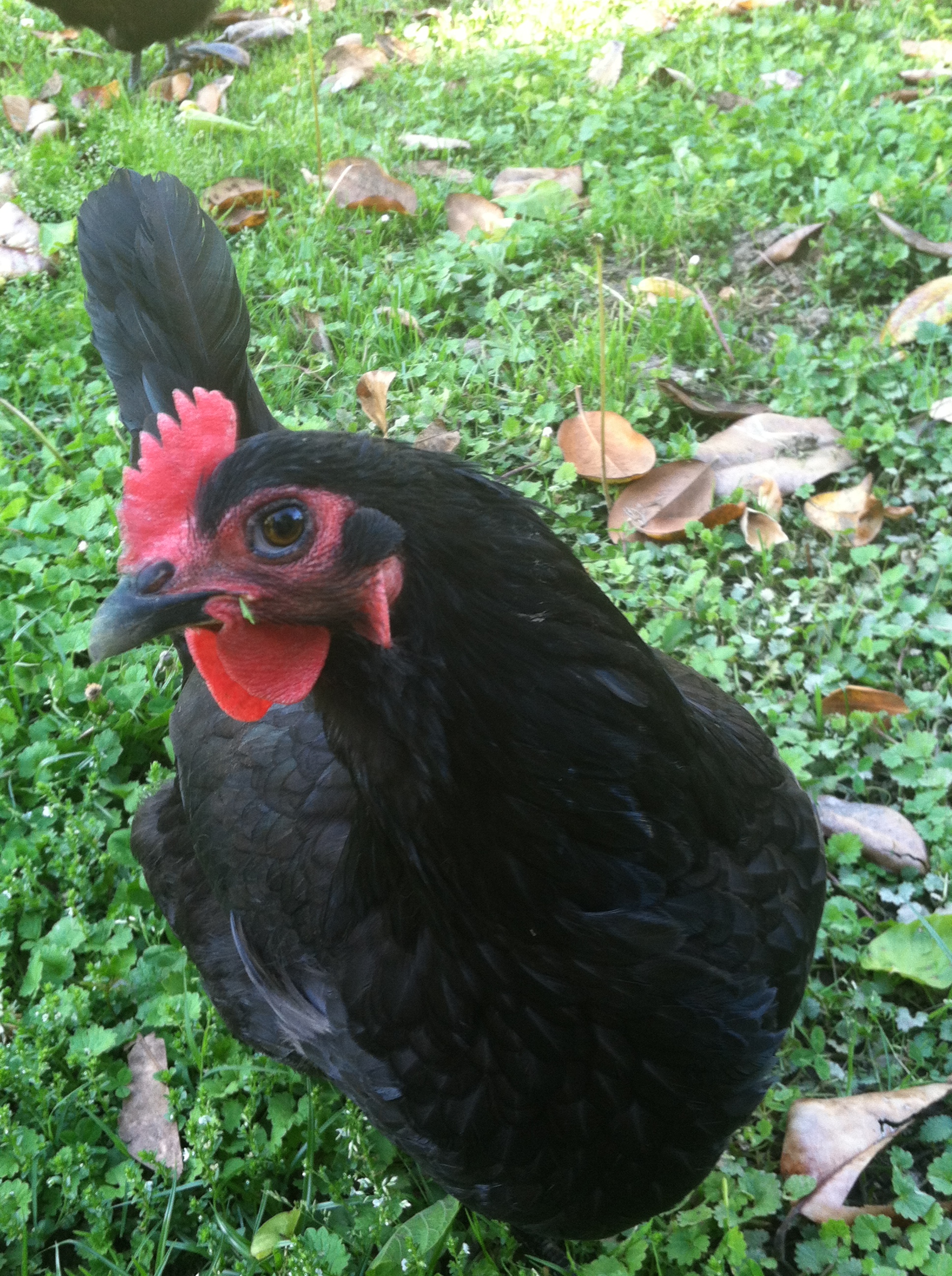 Black Australorp hen