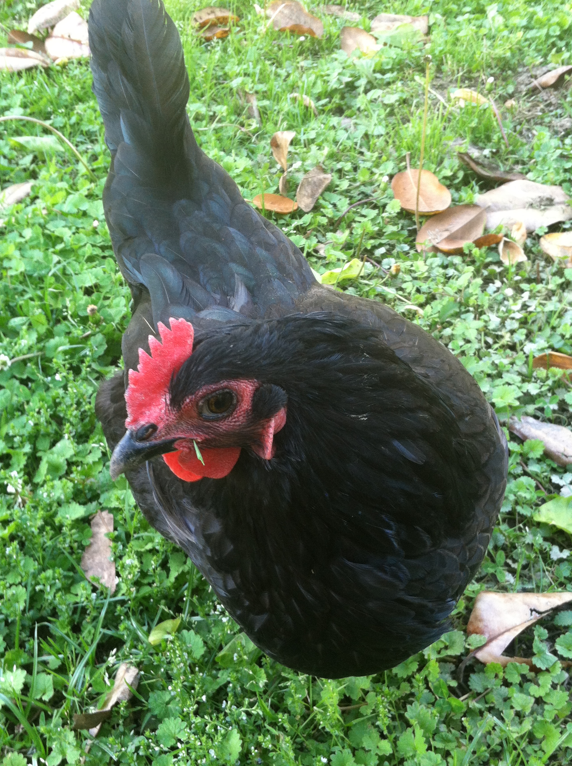 Black Australorp hen