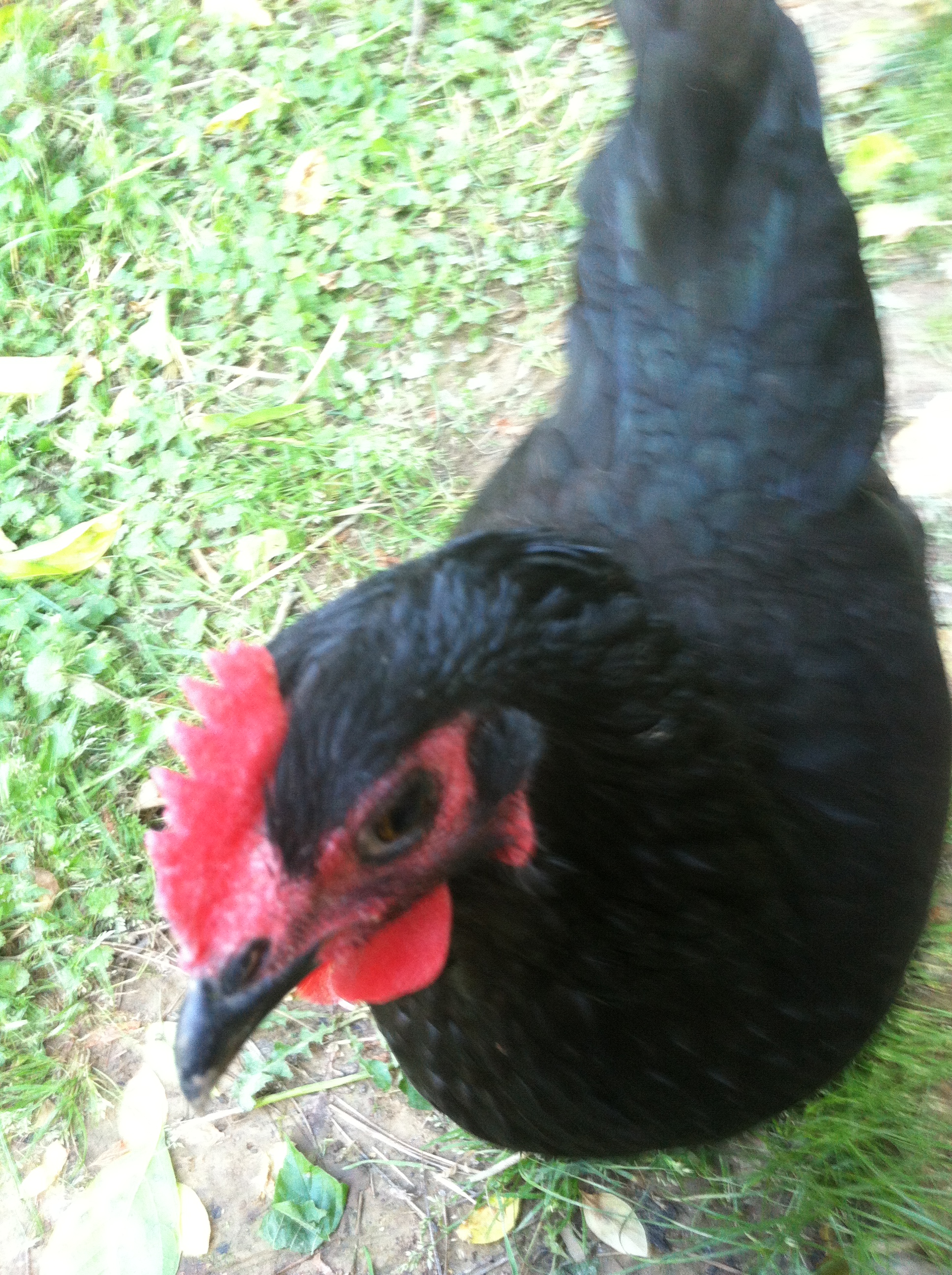 Black Australorp hen