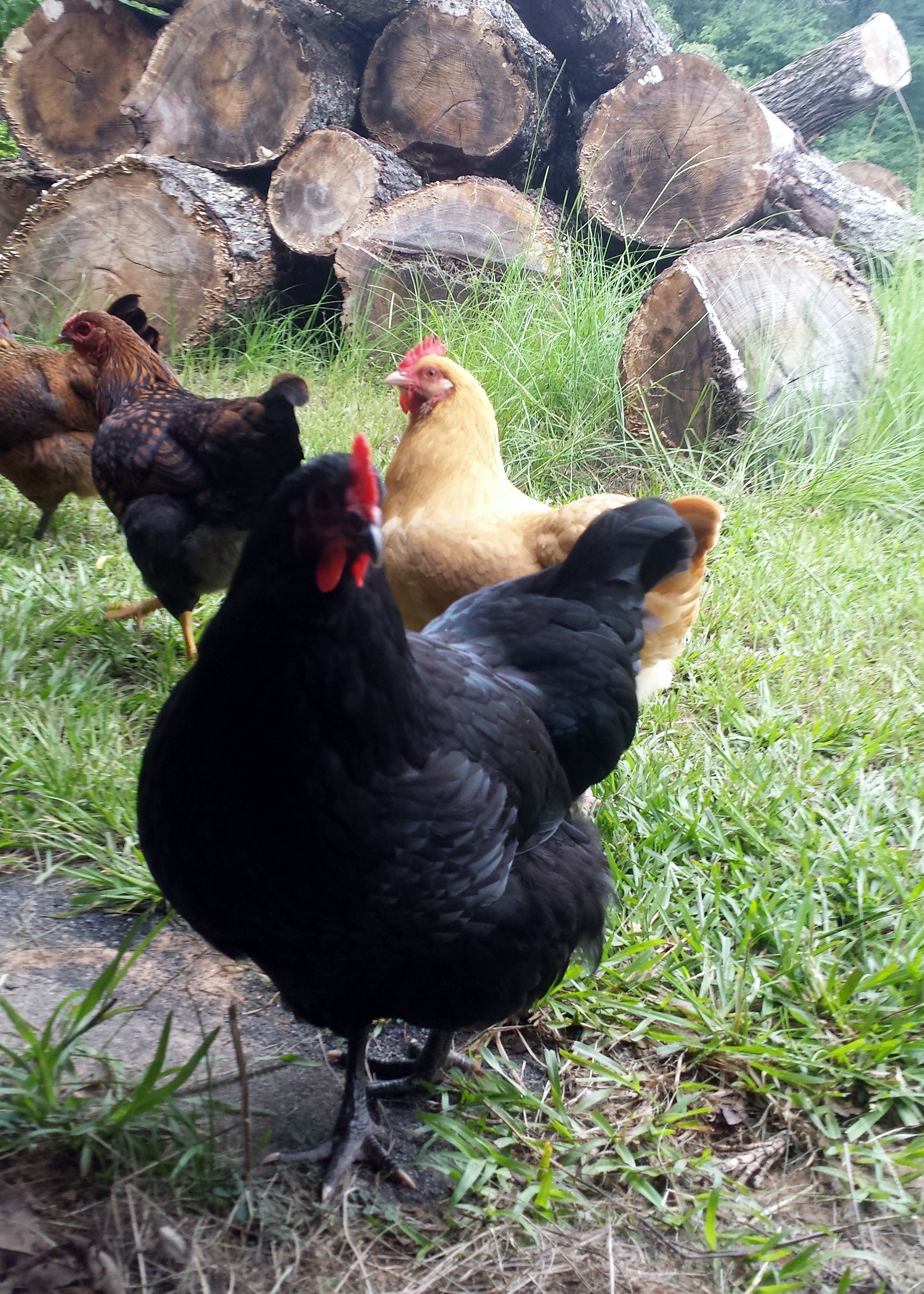 Black Australorp hen