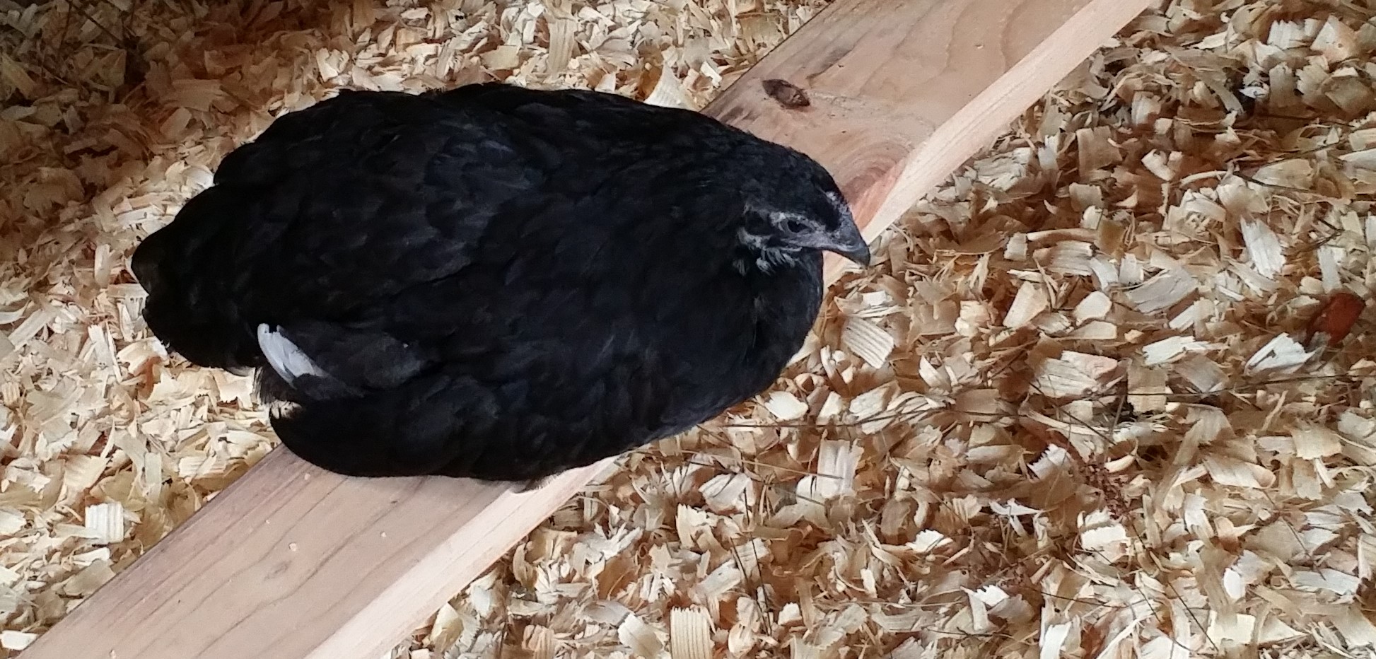 Black Australorp "Pearl" 10 weeks