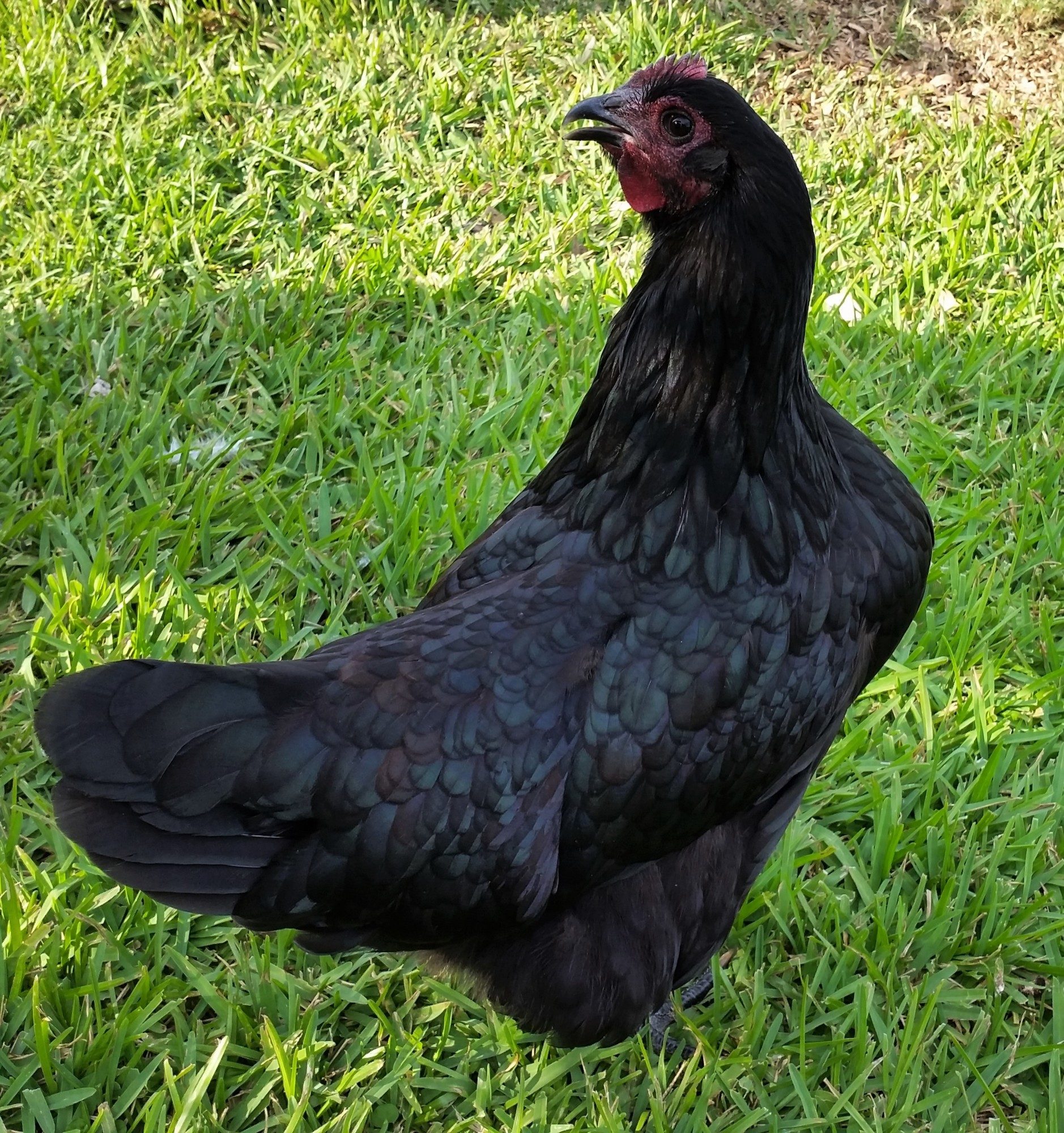 Black Australorp "Pearl" 25 1/2 weeks