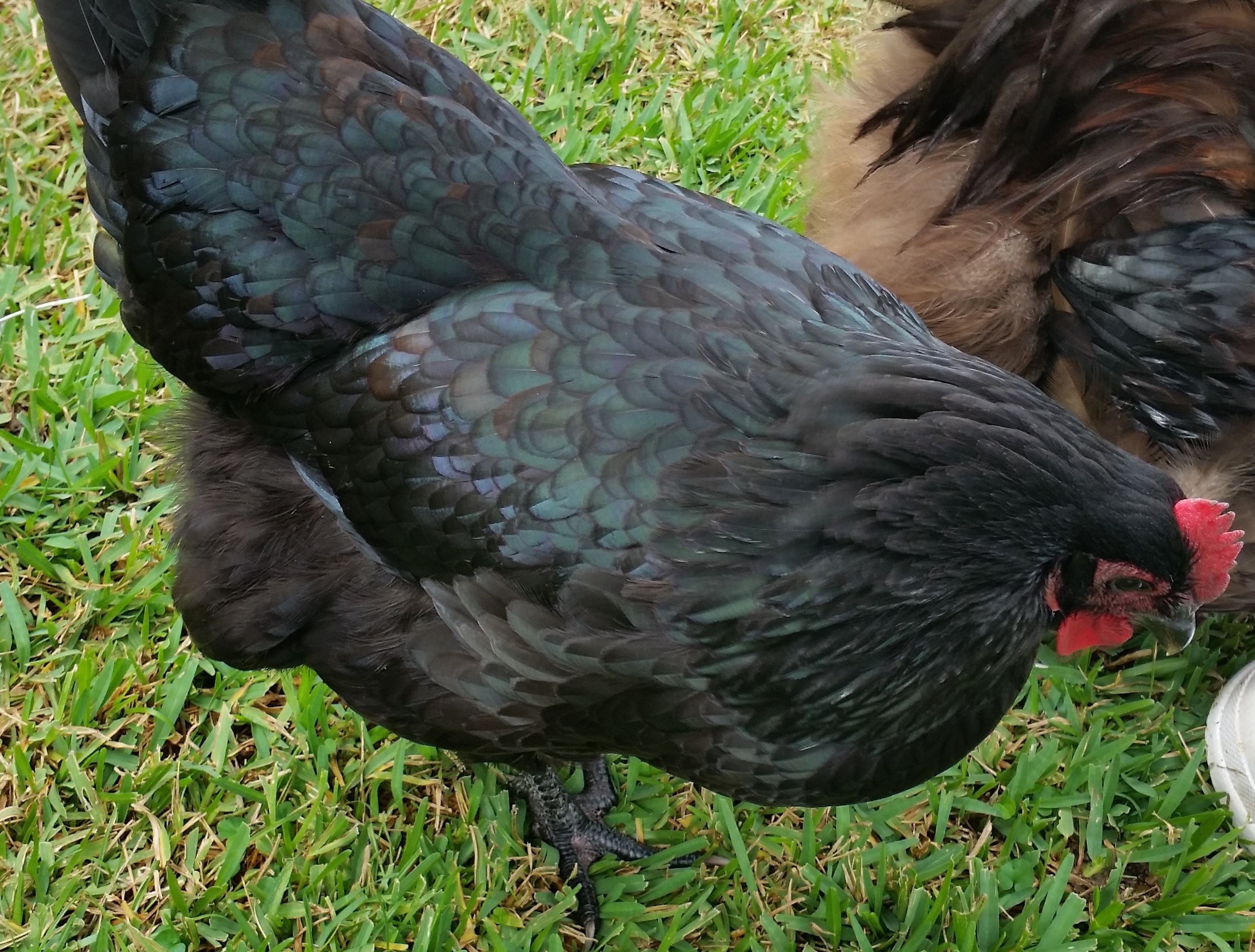 Black Australorp "Pearl" 28 weeks