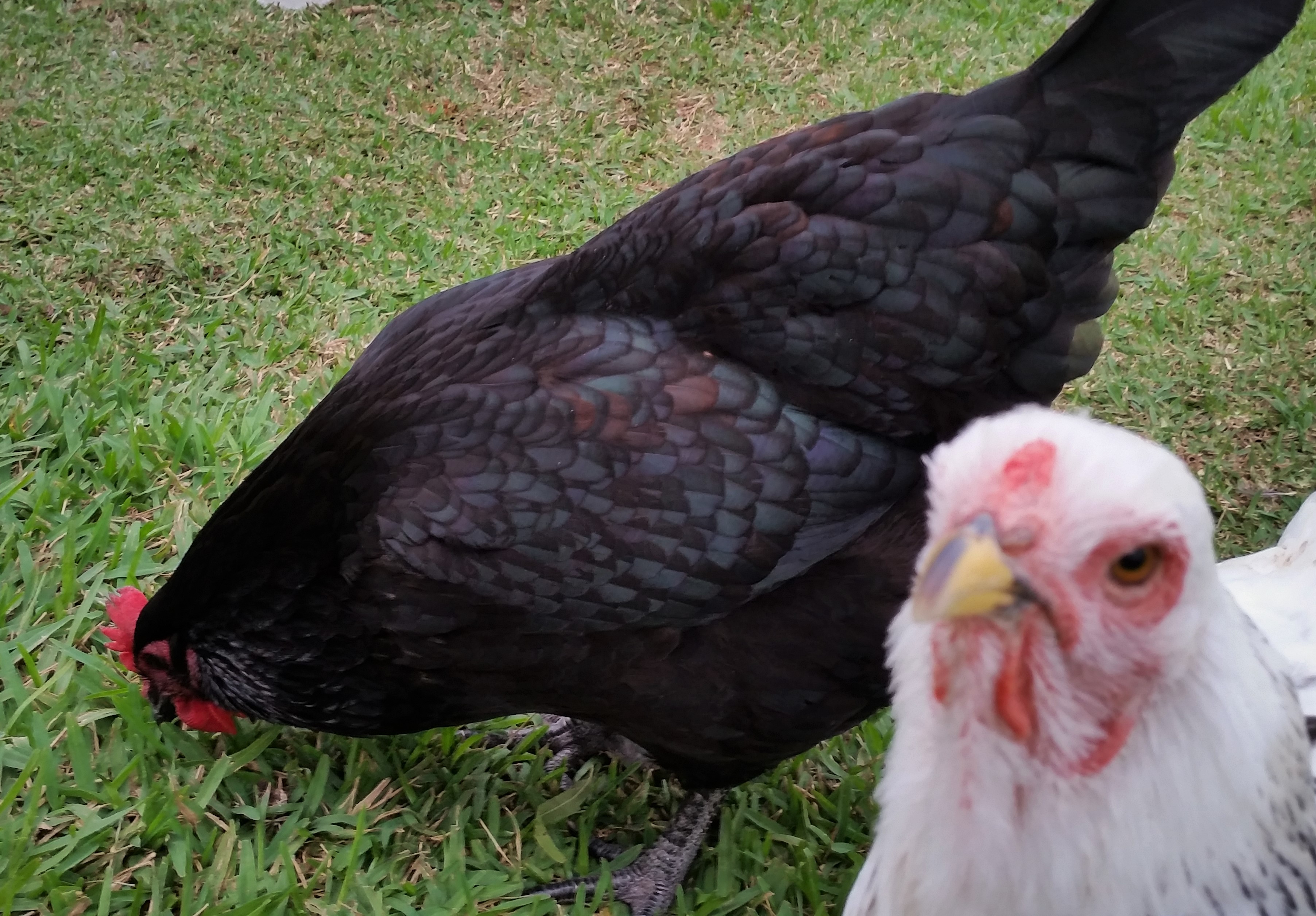 Black Australorp "Pearl" 31 weeks